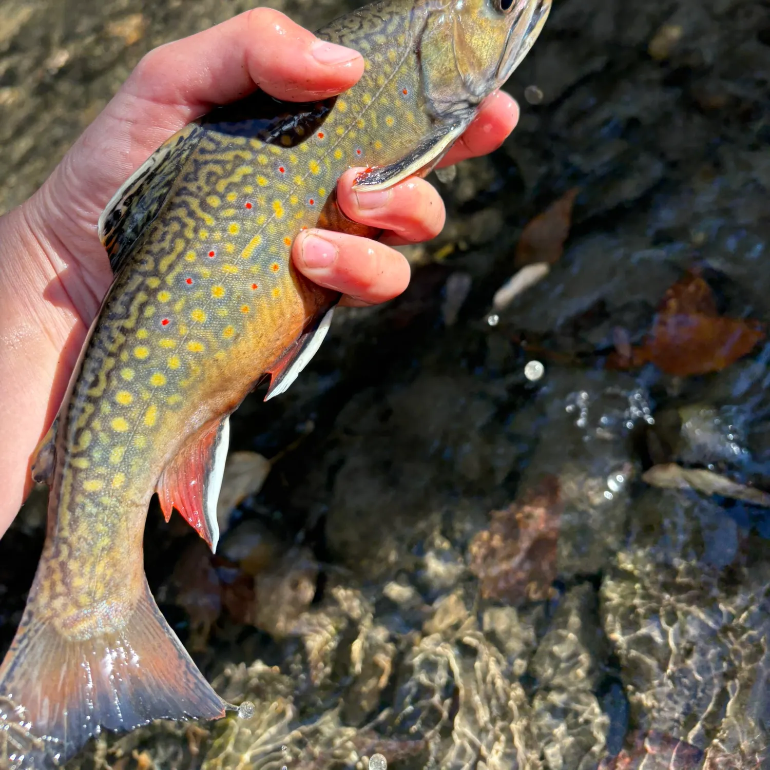 Brook trout caught on Fishbrain