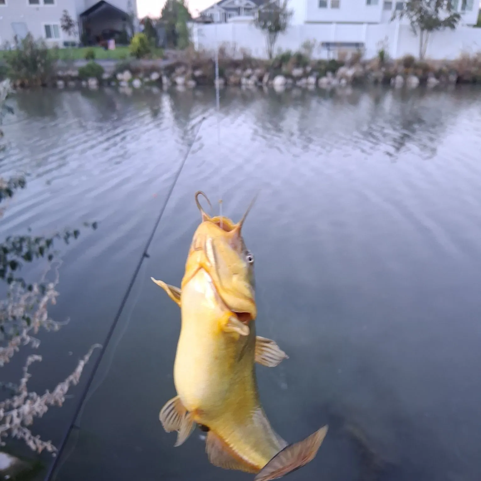 Yellow bullhead caught on Fishbrain