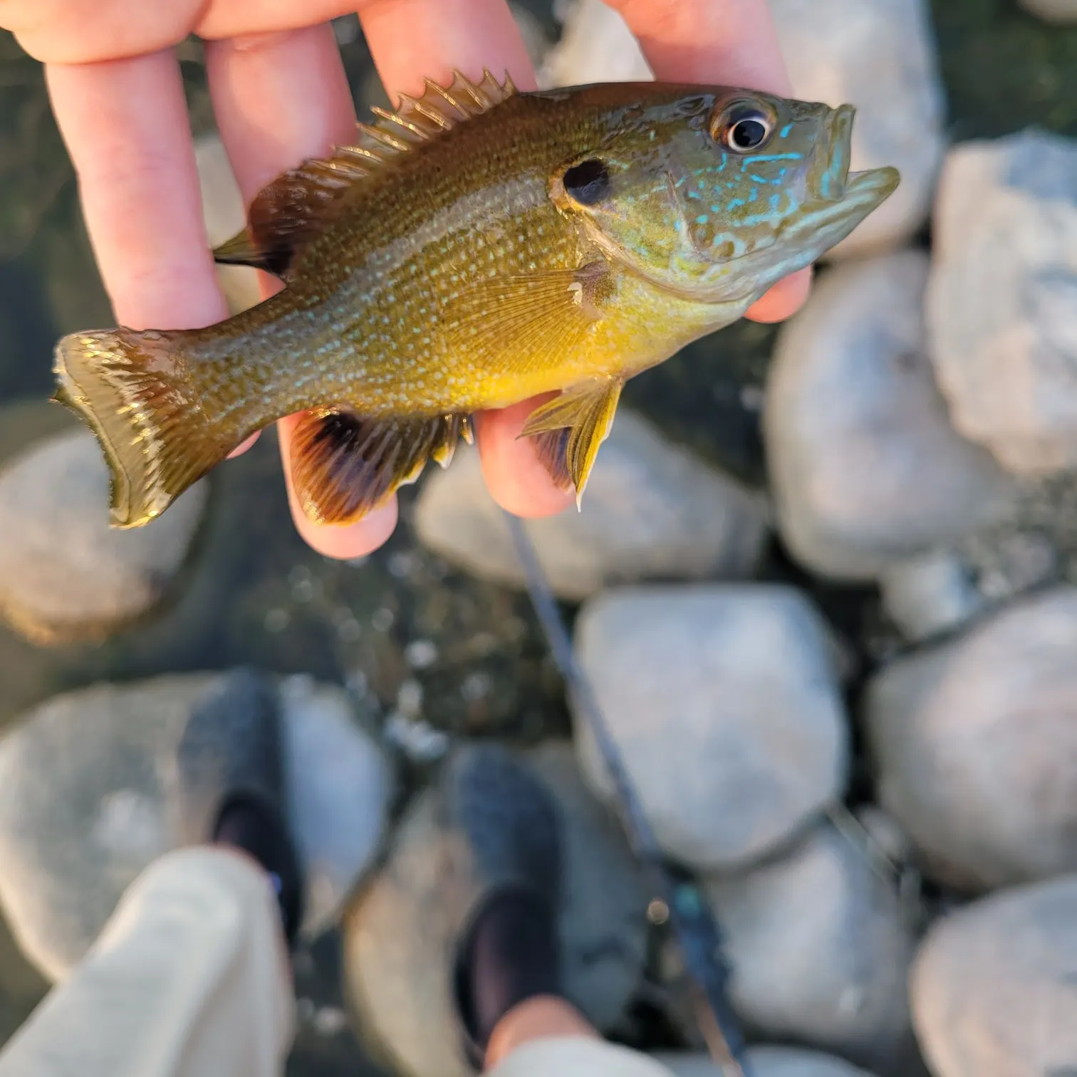 Greengill hybrid caught on Fishbrain