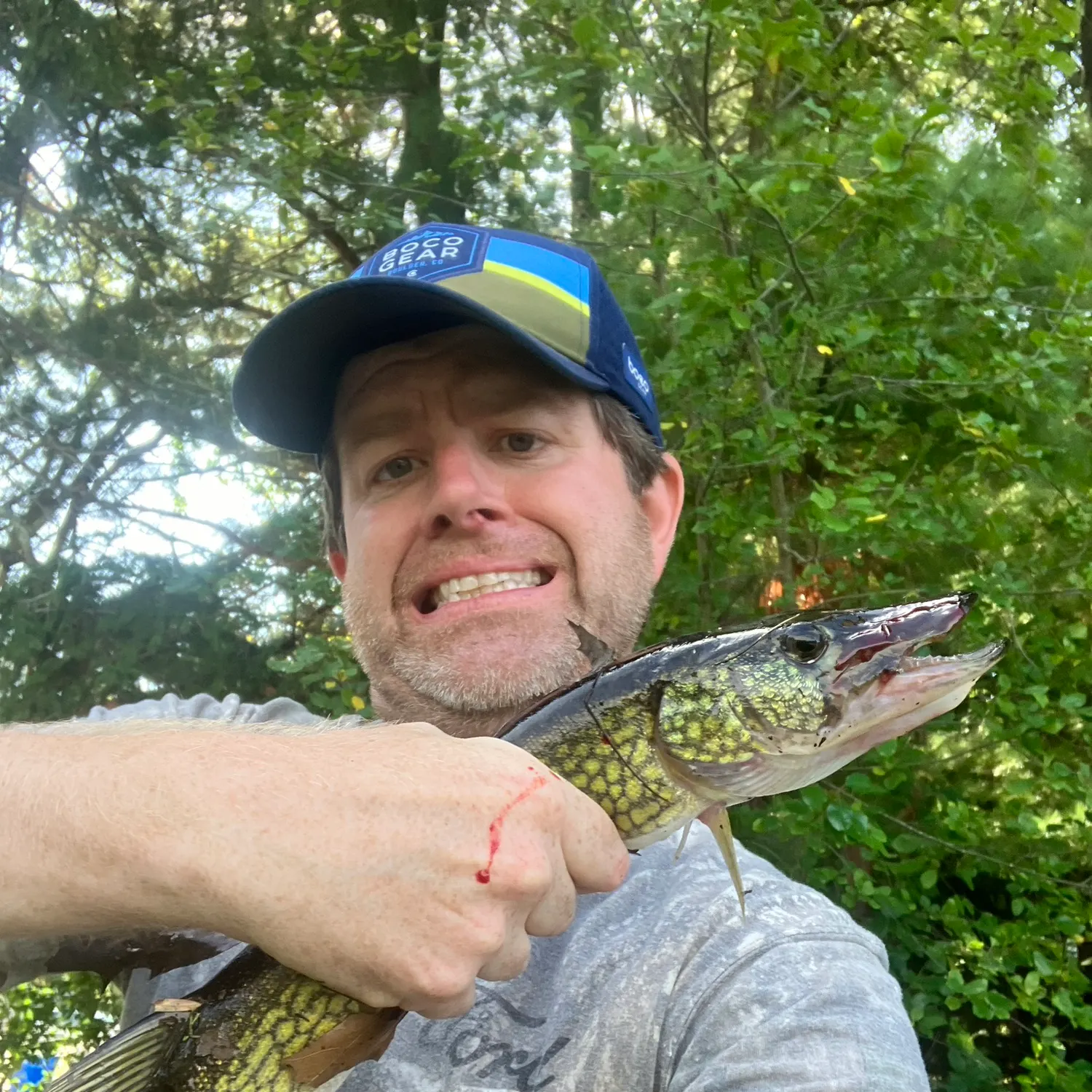 Chain pickerel caught on Fishbrain