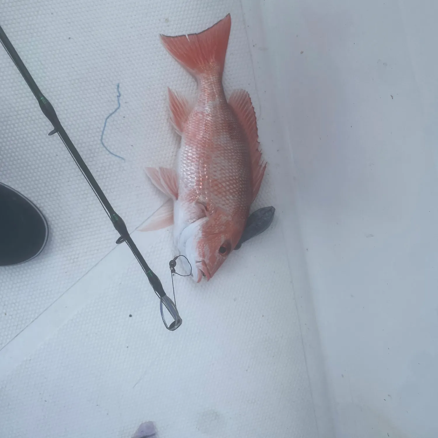 The most recent Vermilion snapper catches on Fishbrain
