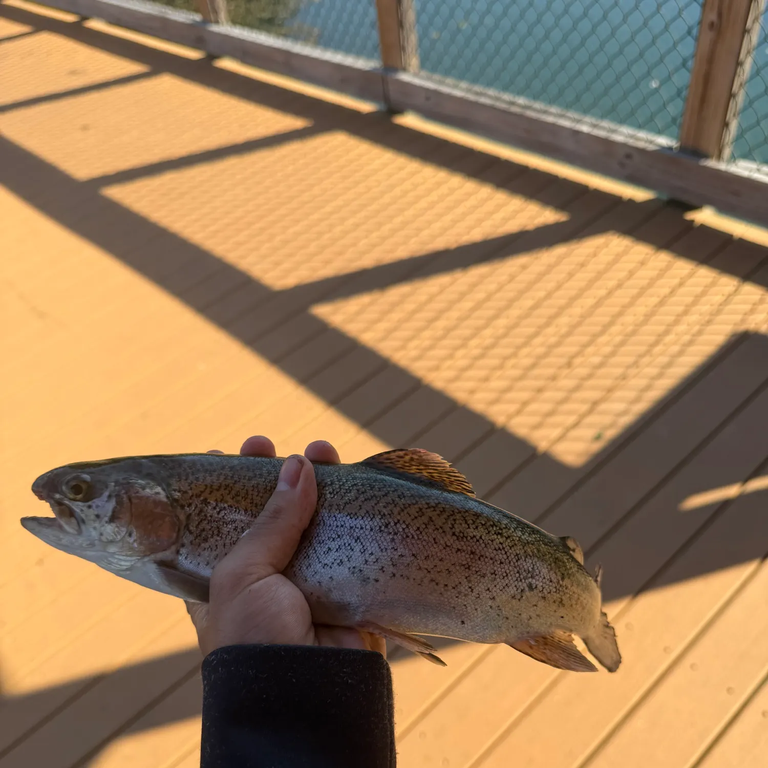 Rainbow trout caught on Fishbrain