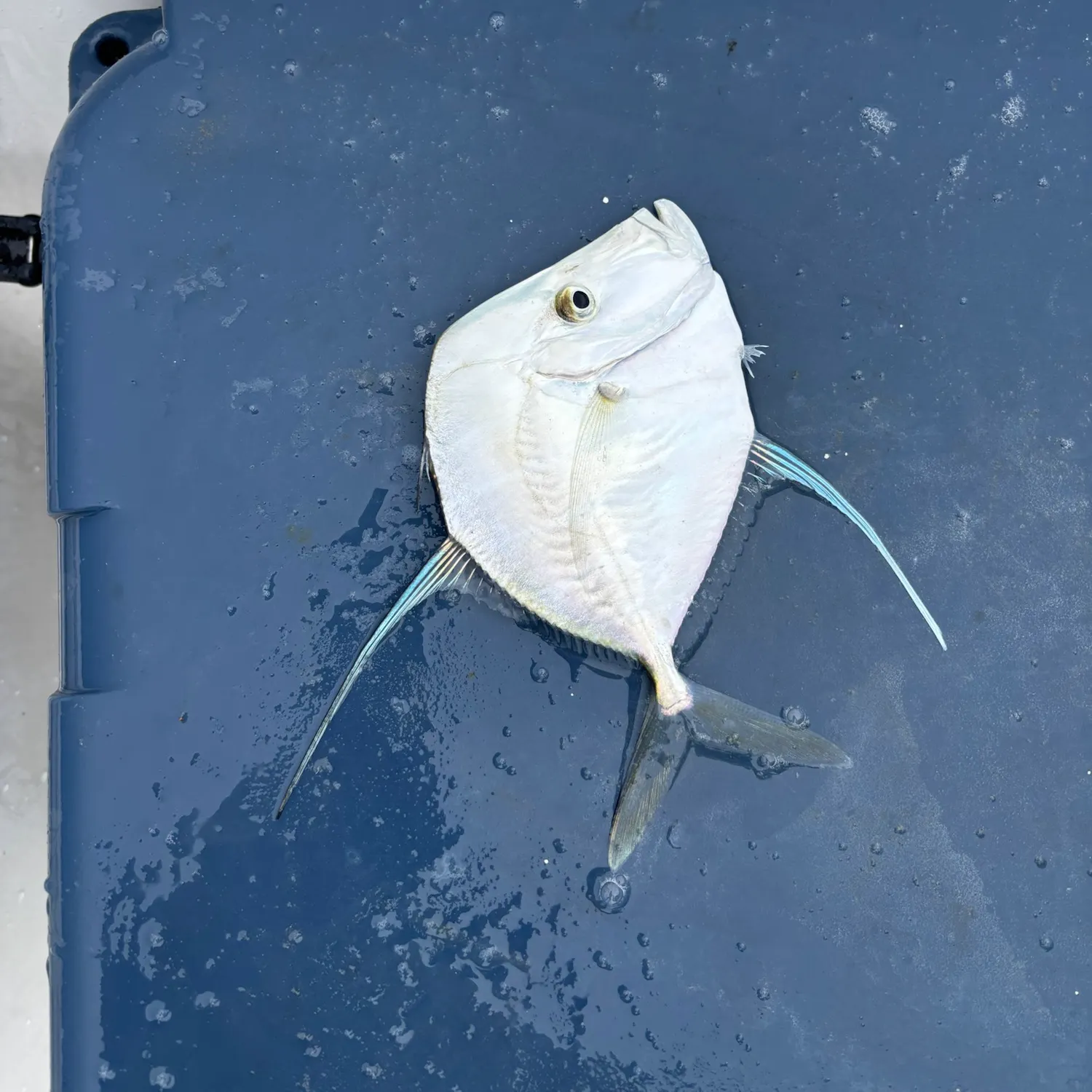 Lookdown caught on Fishbrain