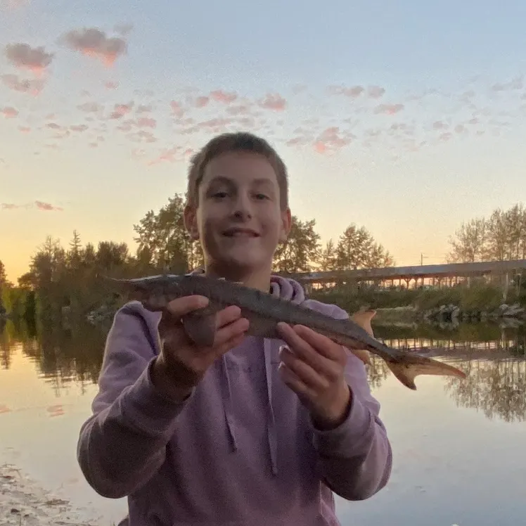 The most recent Lake sturgeon catches on Fishbrain