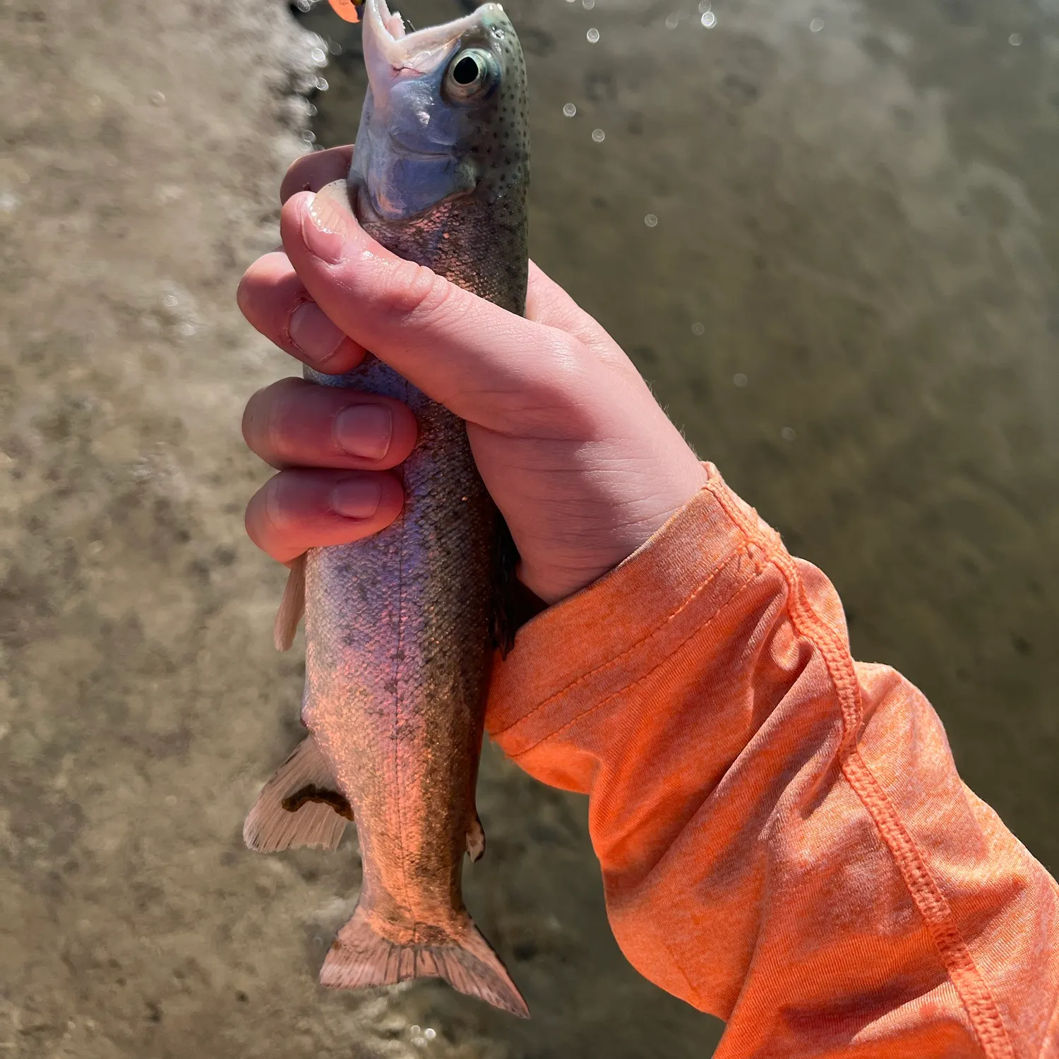 Rainbow trout caught on Fishbrain