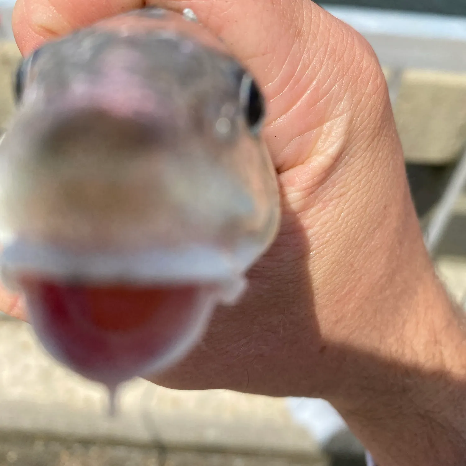 Gulf kingcroaker caught on Fishbrain