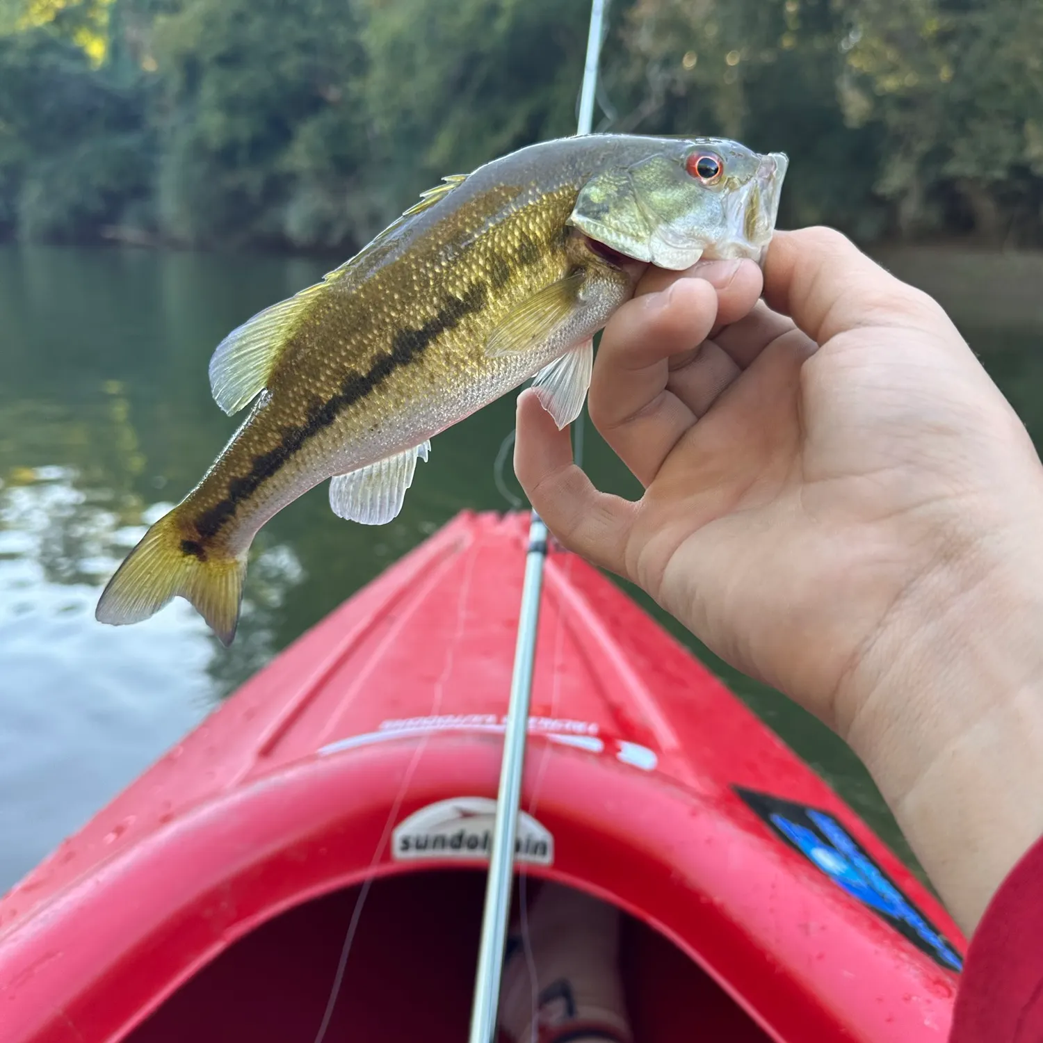 Spotted bass caught on Fishbrain
