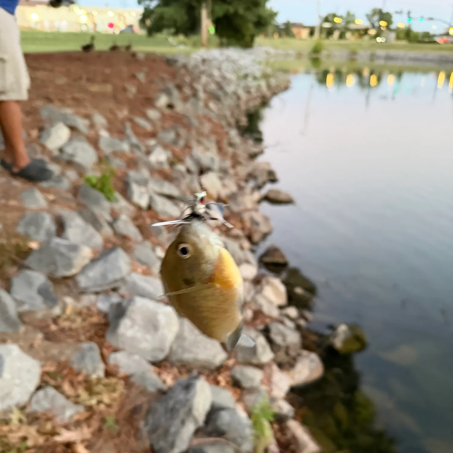 Bluegill caught on Fishbrain