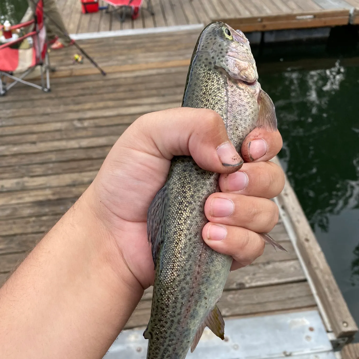 Rainbow trout caught on Fishbrain