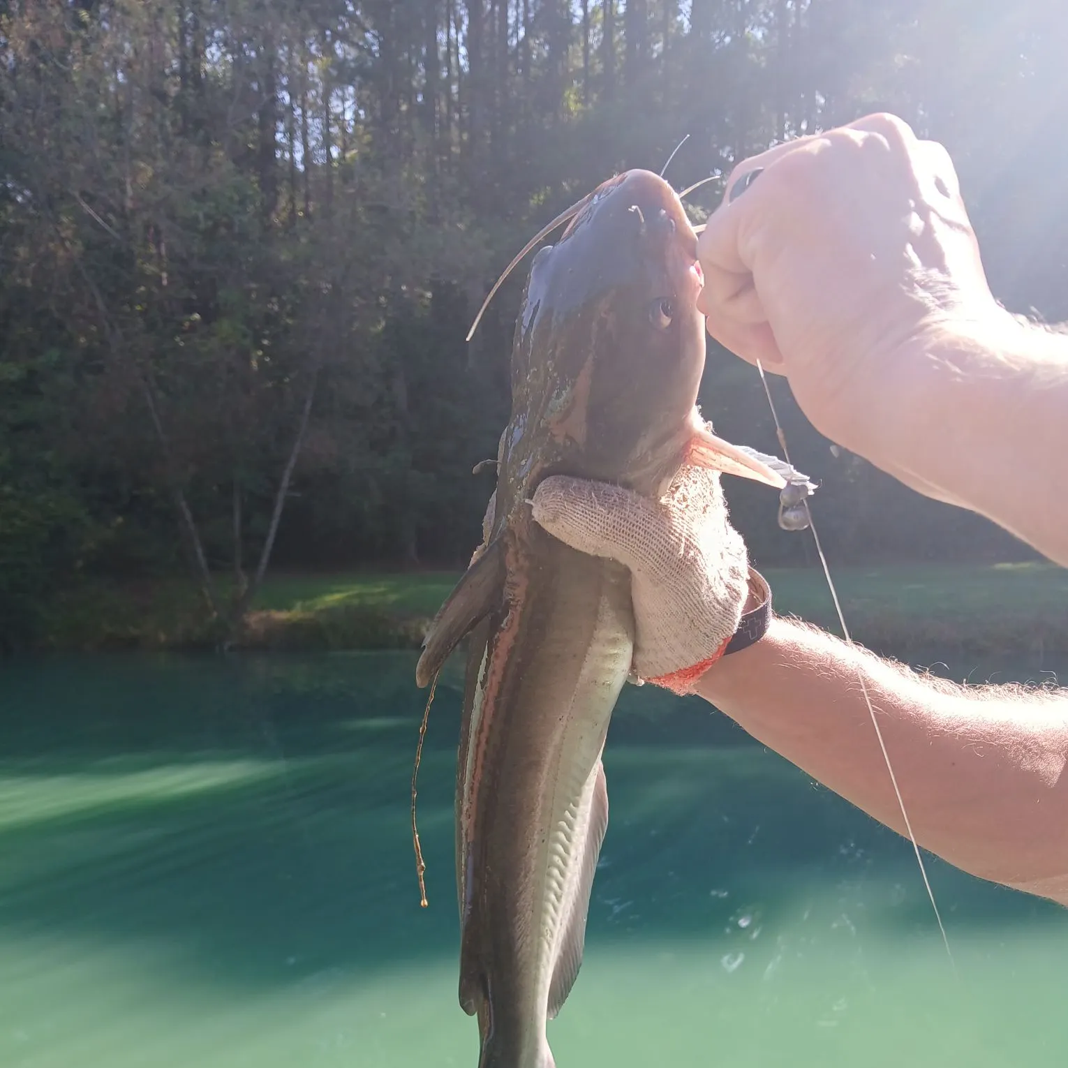 Channel catfish caught on Fishbrain