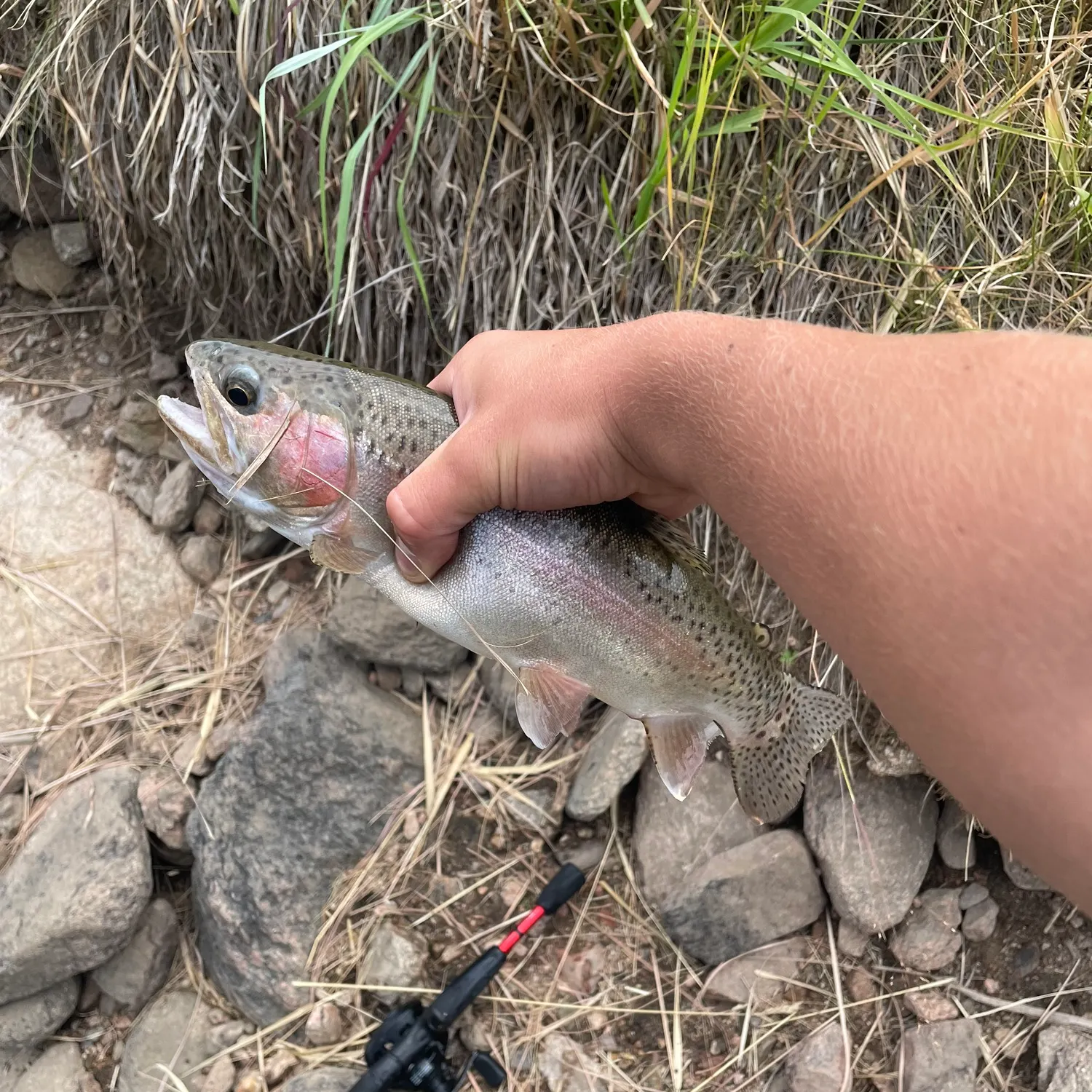 Rainbow trout caught on Fishbrain
