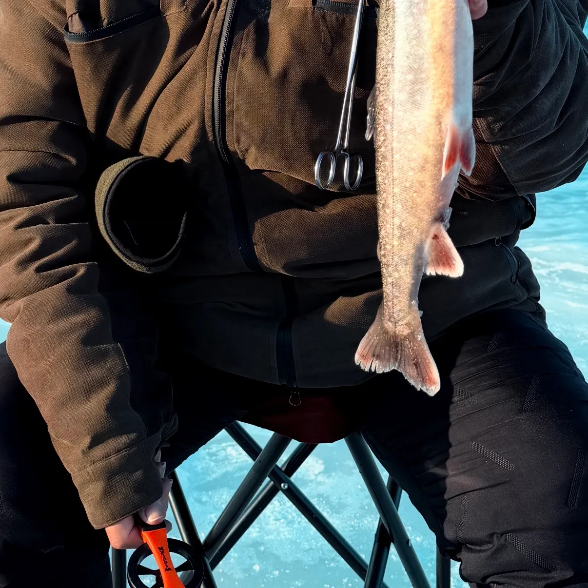 The most recent Arctic char catches on Fishbrain