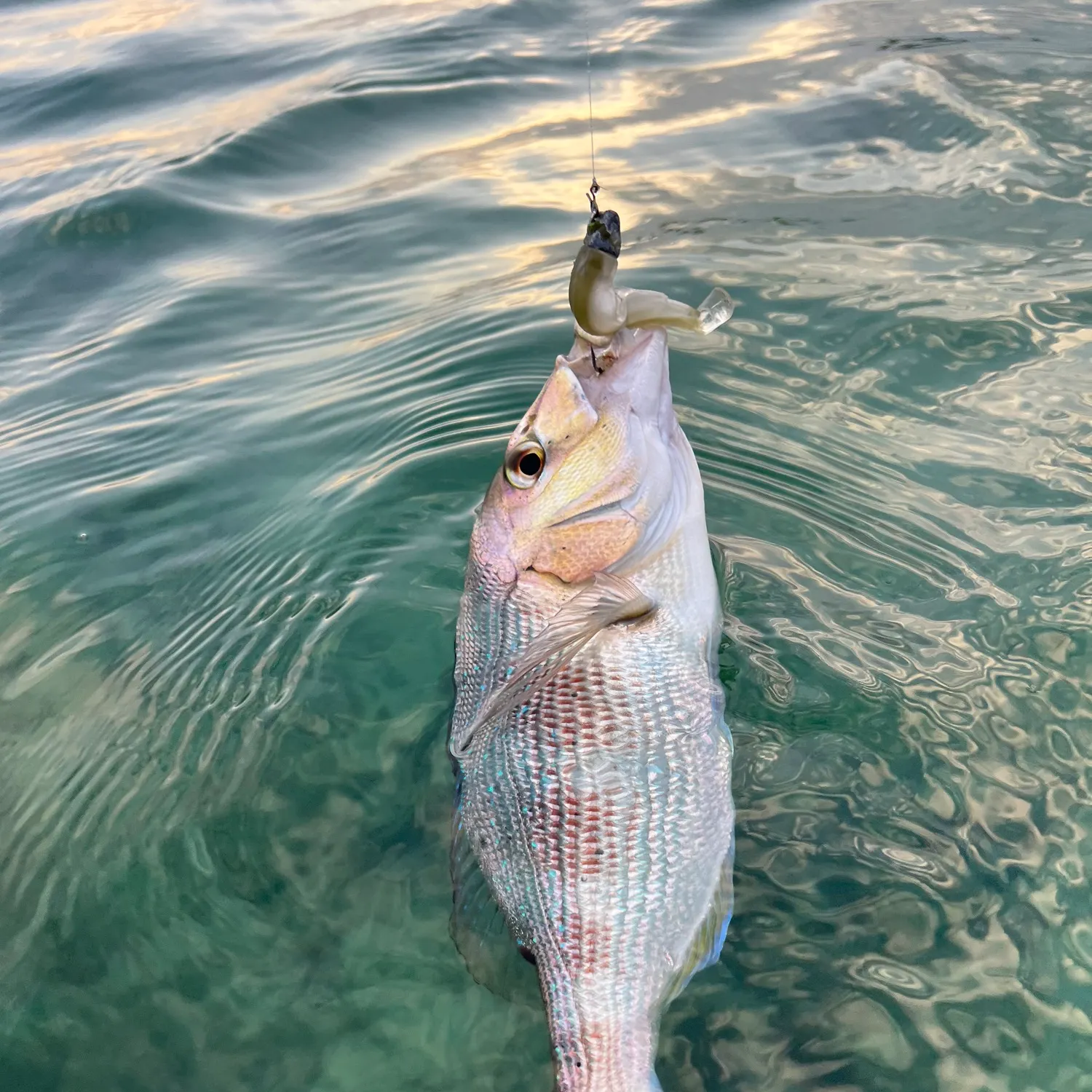 The most recent Common dentex catches on Fishbrain