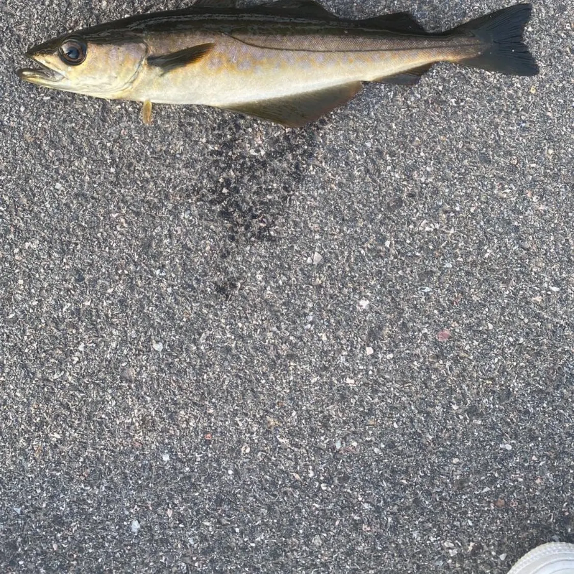 The most recent Pollack catches on Fishbrain