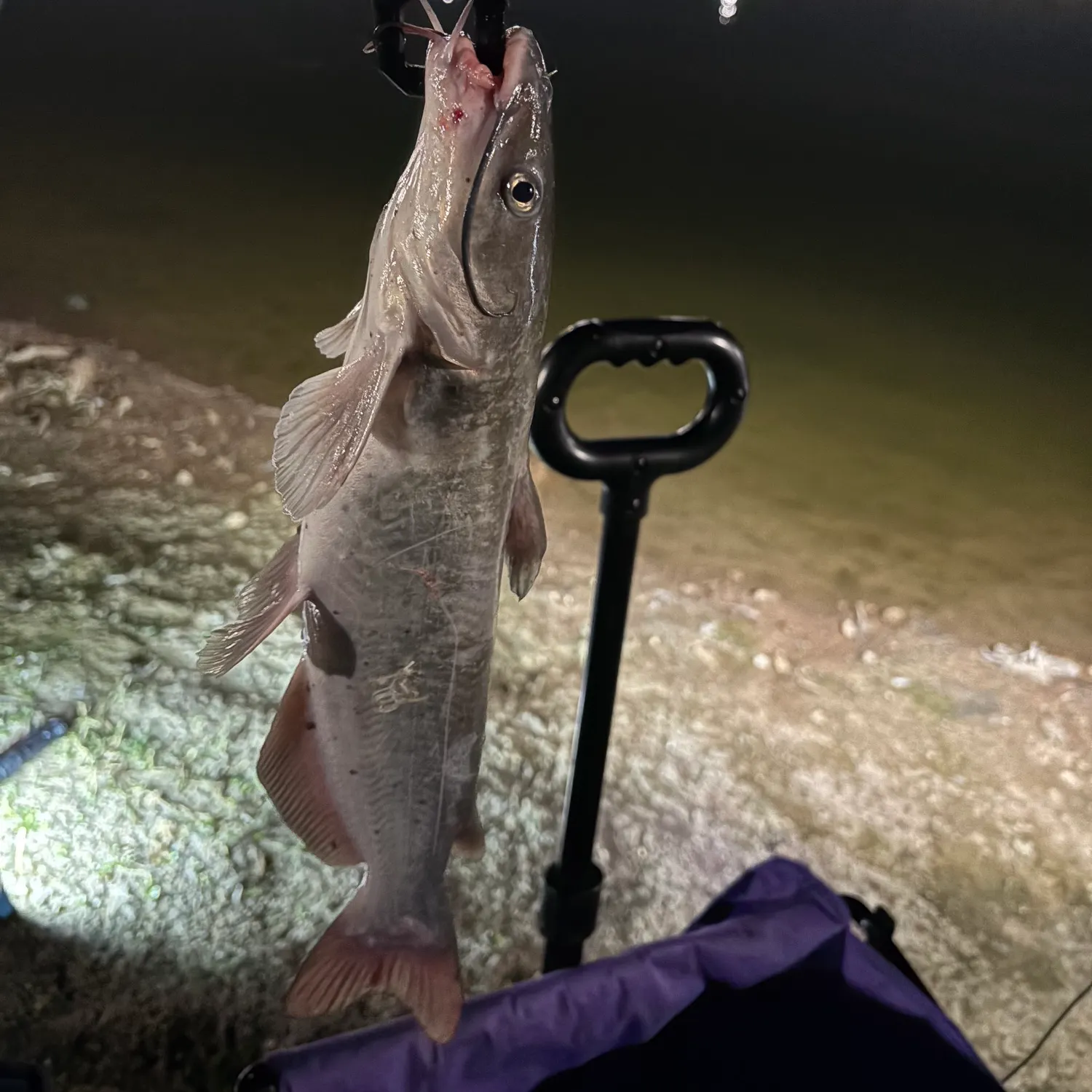 Channel catfish caught on Fishbrain