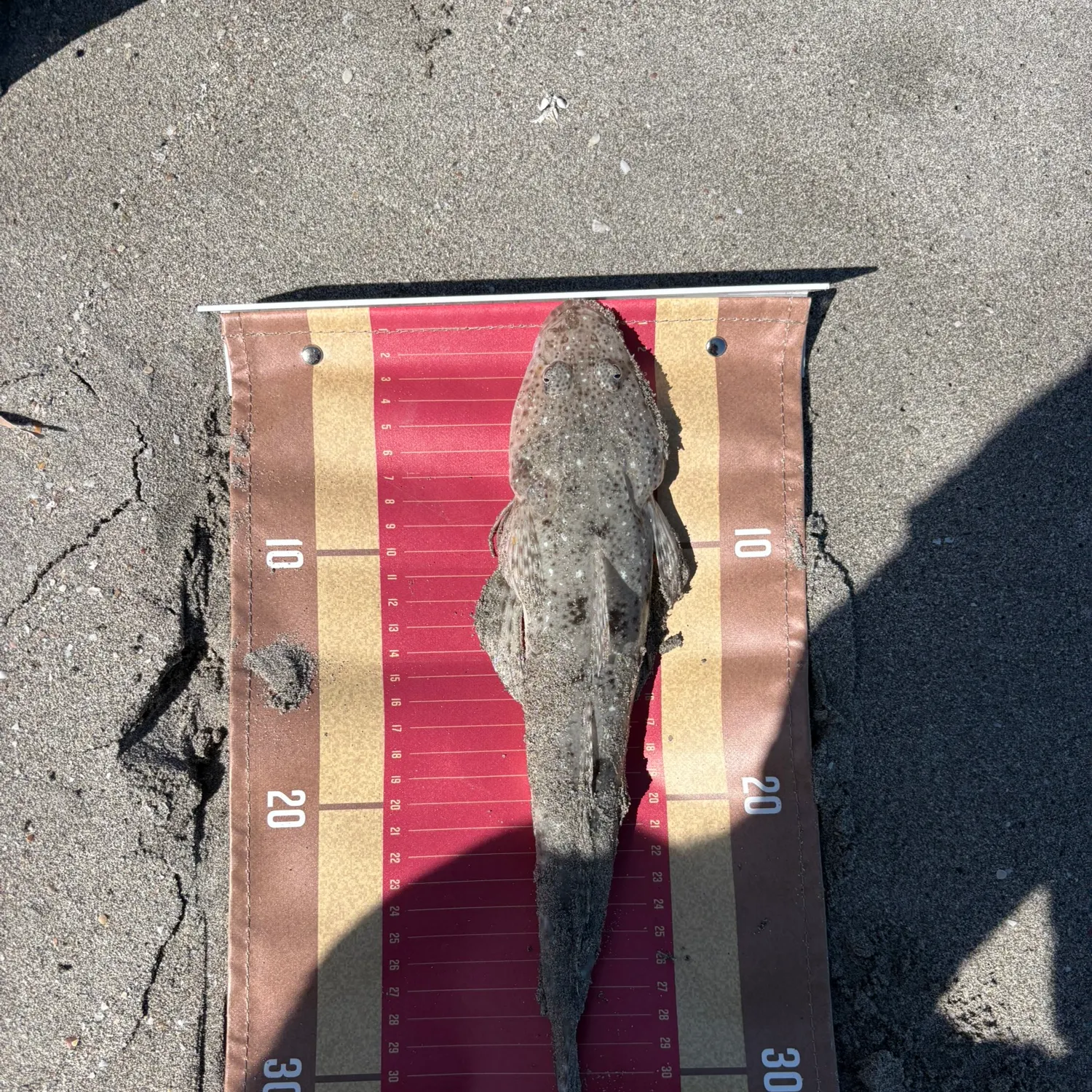 The most recent Sand flathead catches on Fishbrain