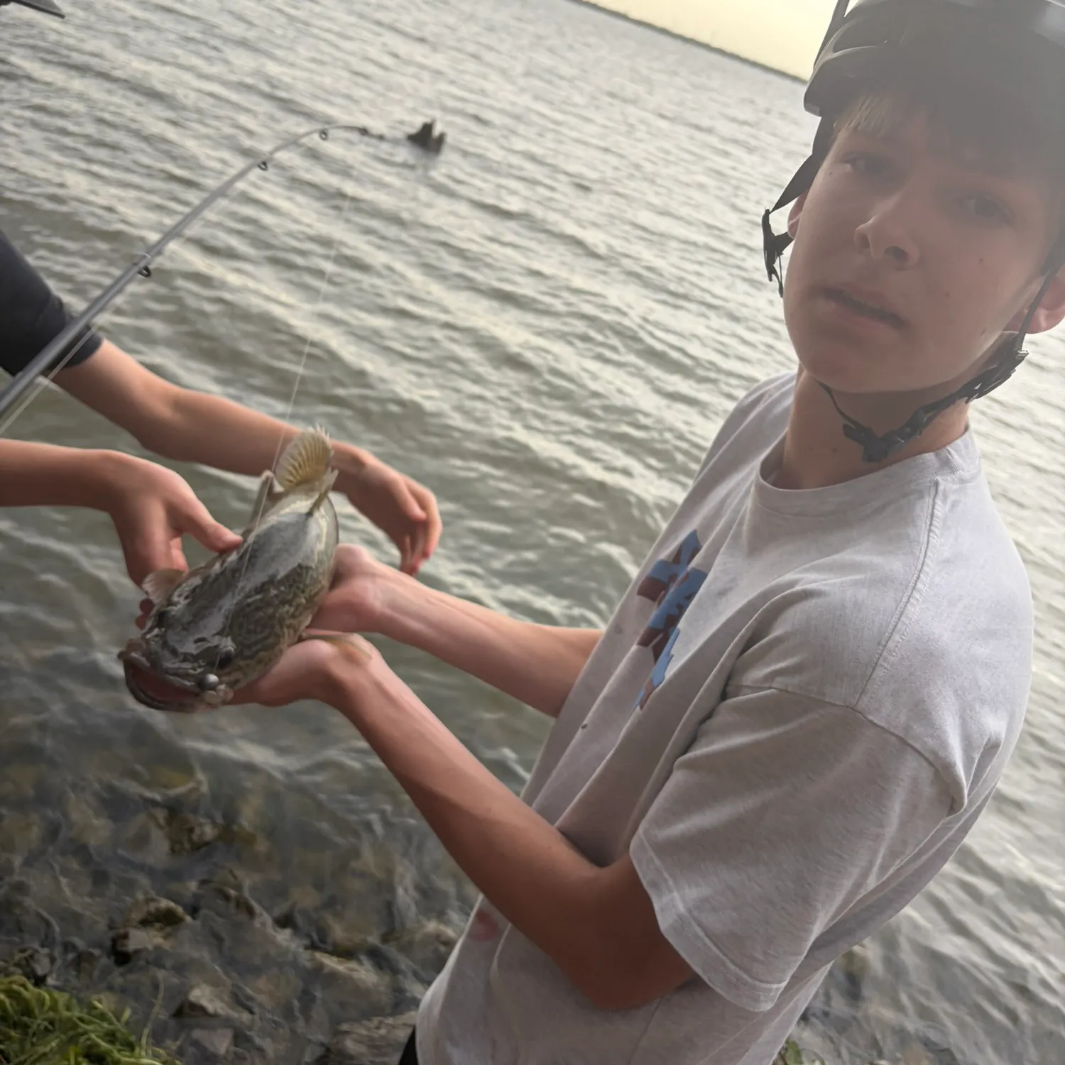 Murray cod caught on Fishbrain