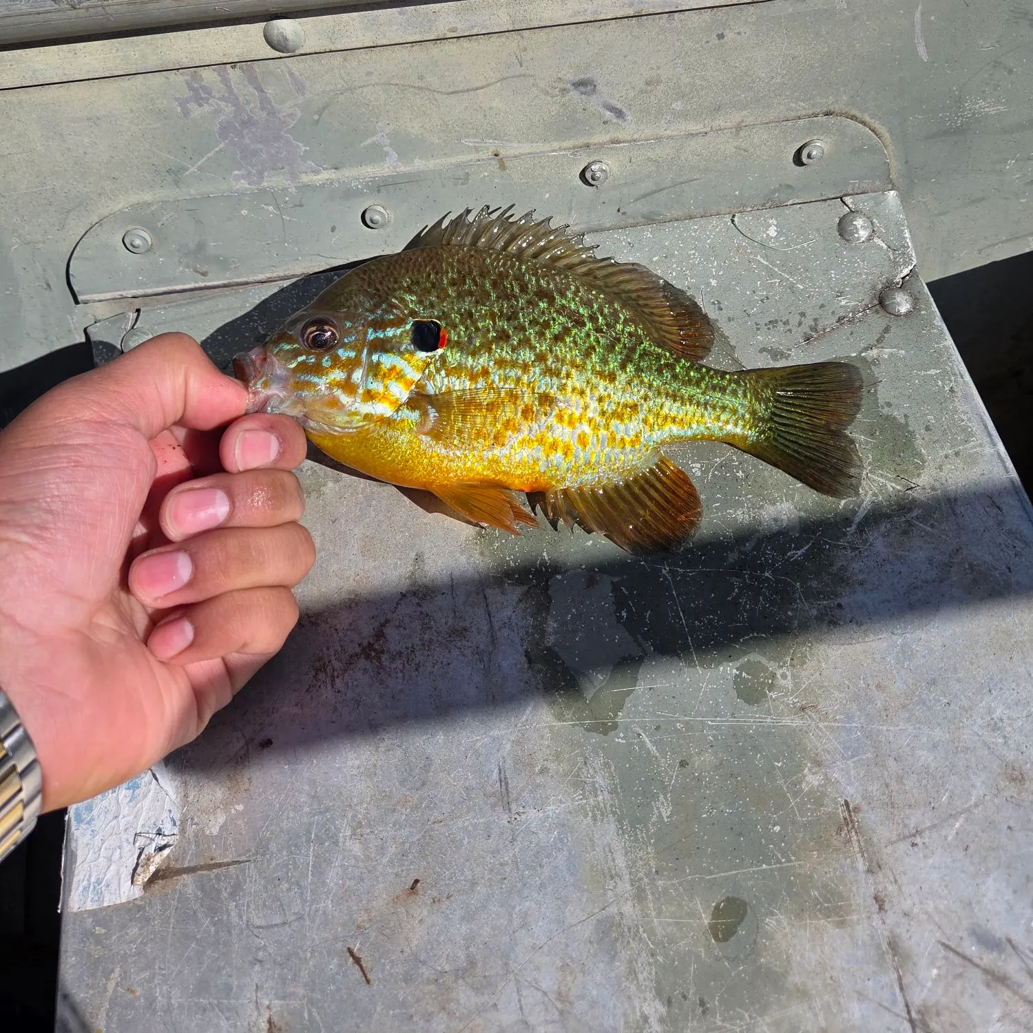 The most recent Pumpkinseed catches on Fishbrain