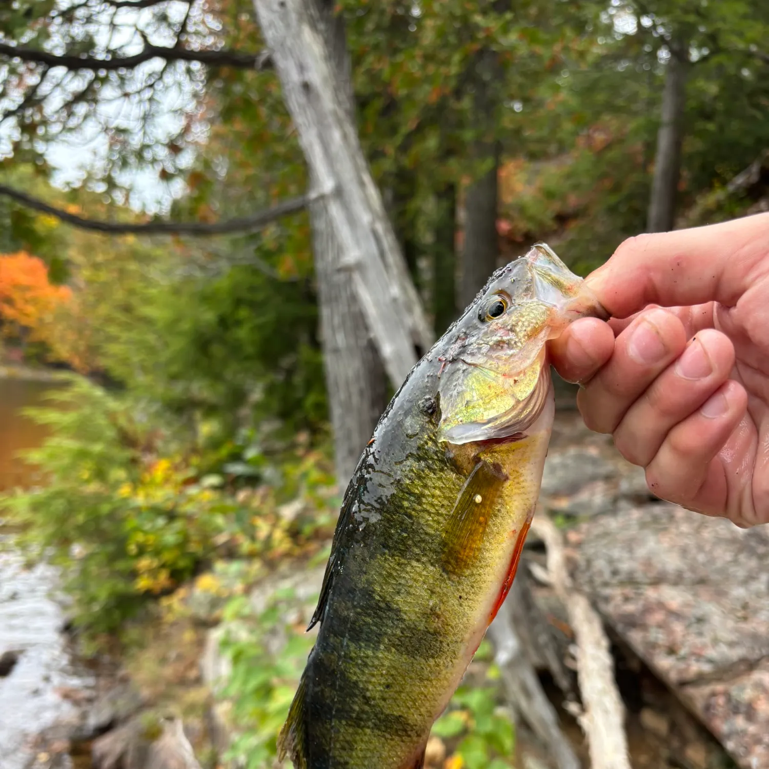 Yellow perch caught on Fishbrain