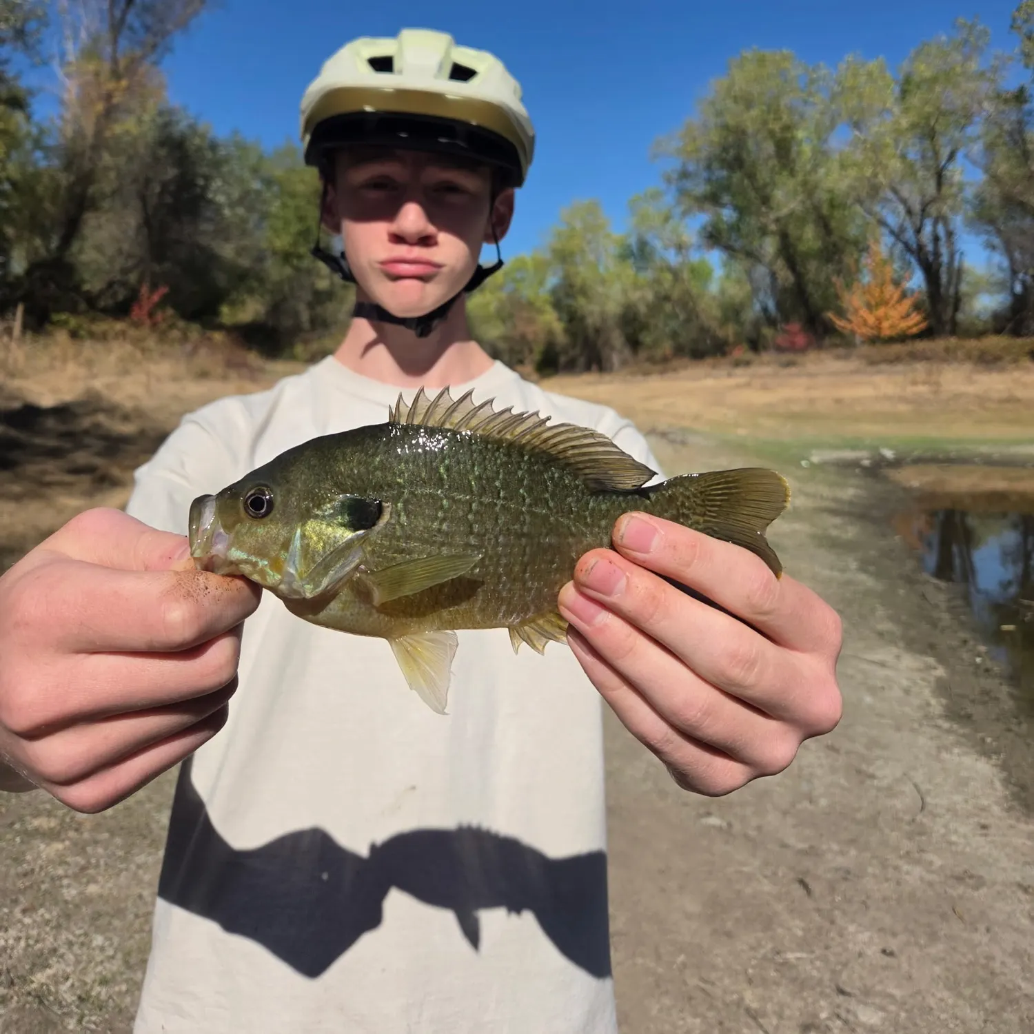 Green sunfish caught on Fishbrain