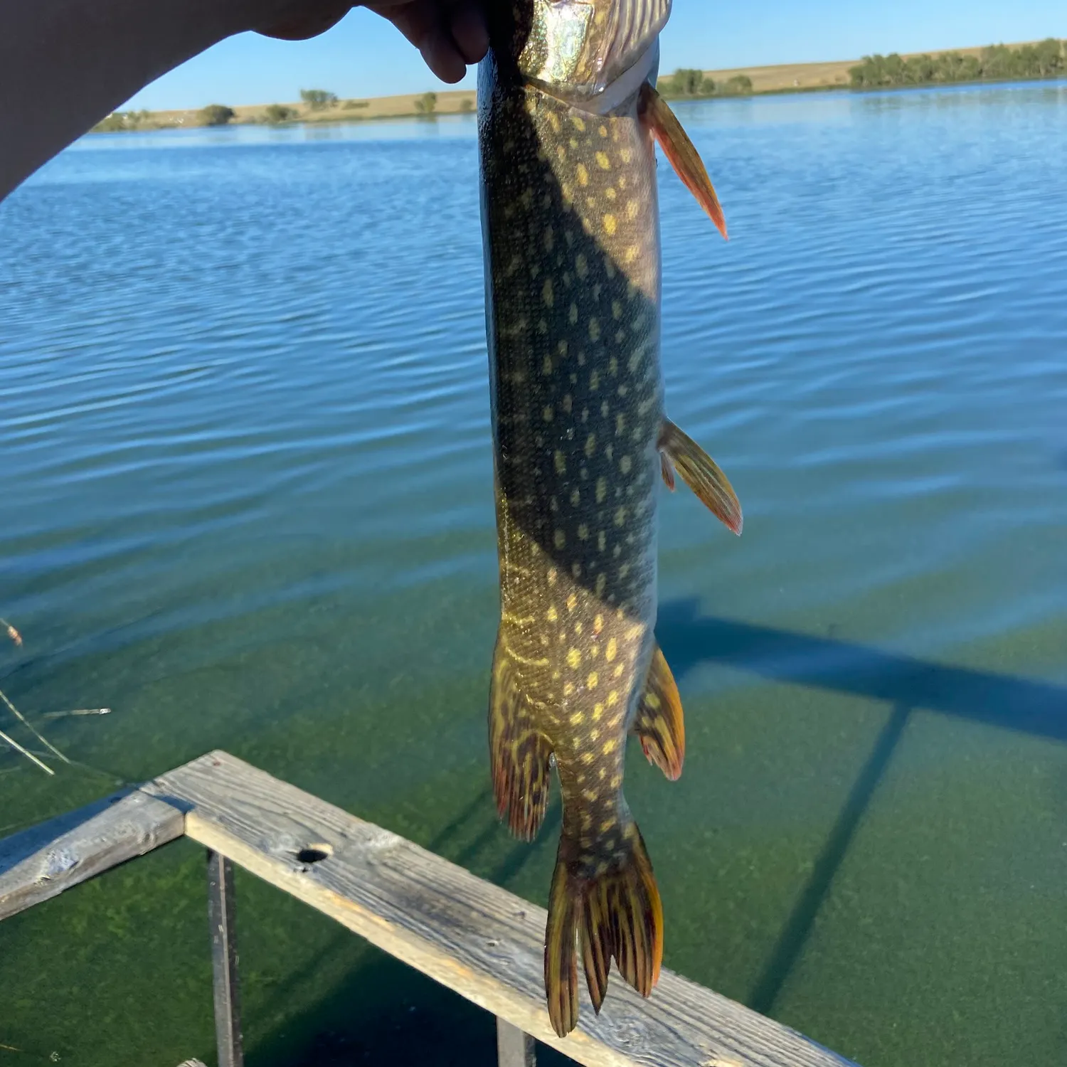 The most recent Whale shark catches on Fishbrain