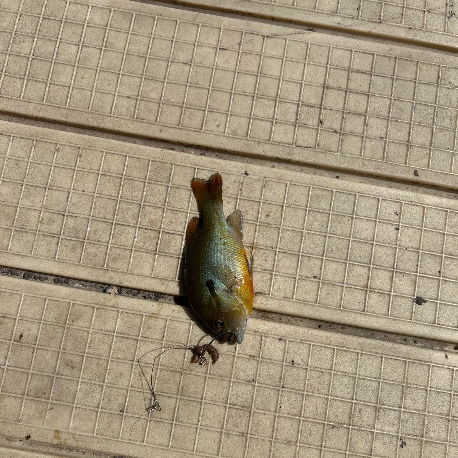 Spotted sunfish caught on Fishbrain