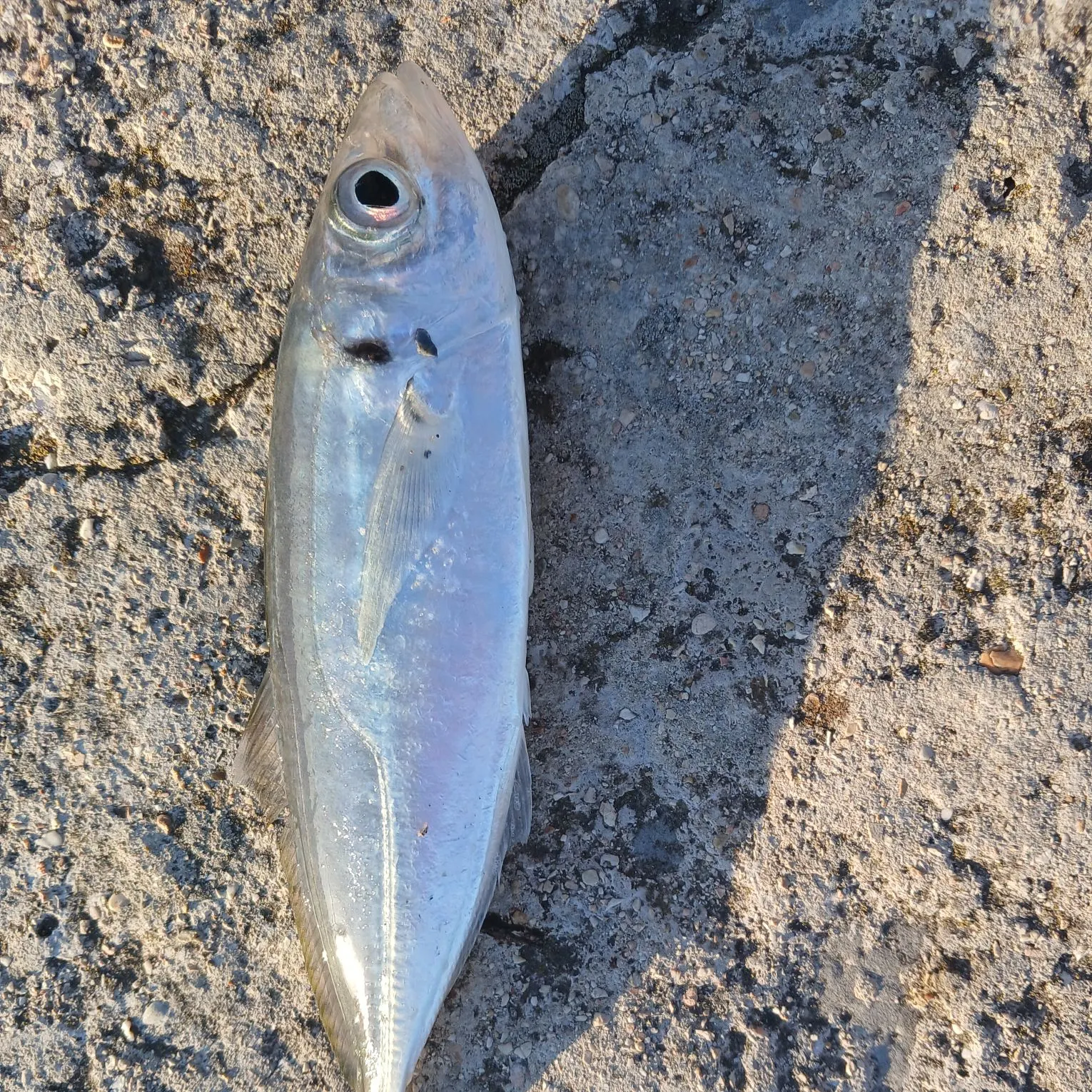The most recent Atlantic horse mackerel catches on Fishbrain