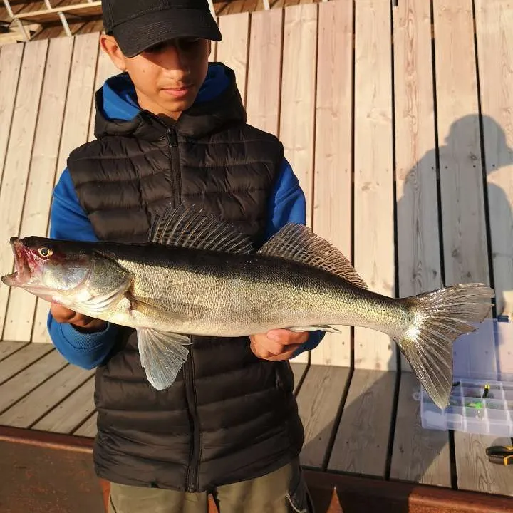 Zander caught on Fishbrain