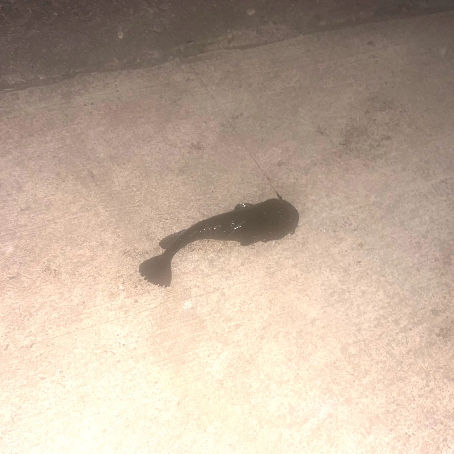 Black bullhead caught on Fishbrain