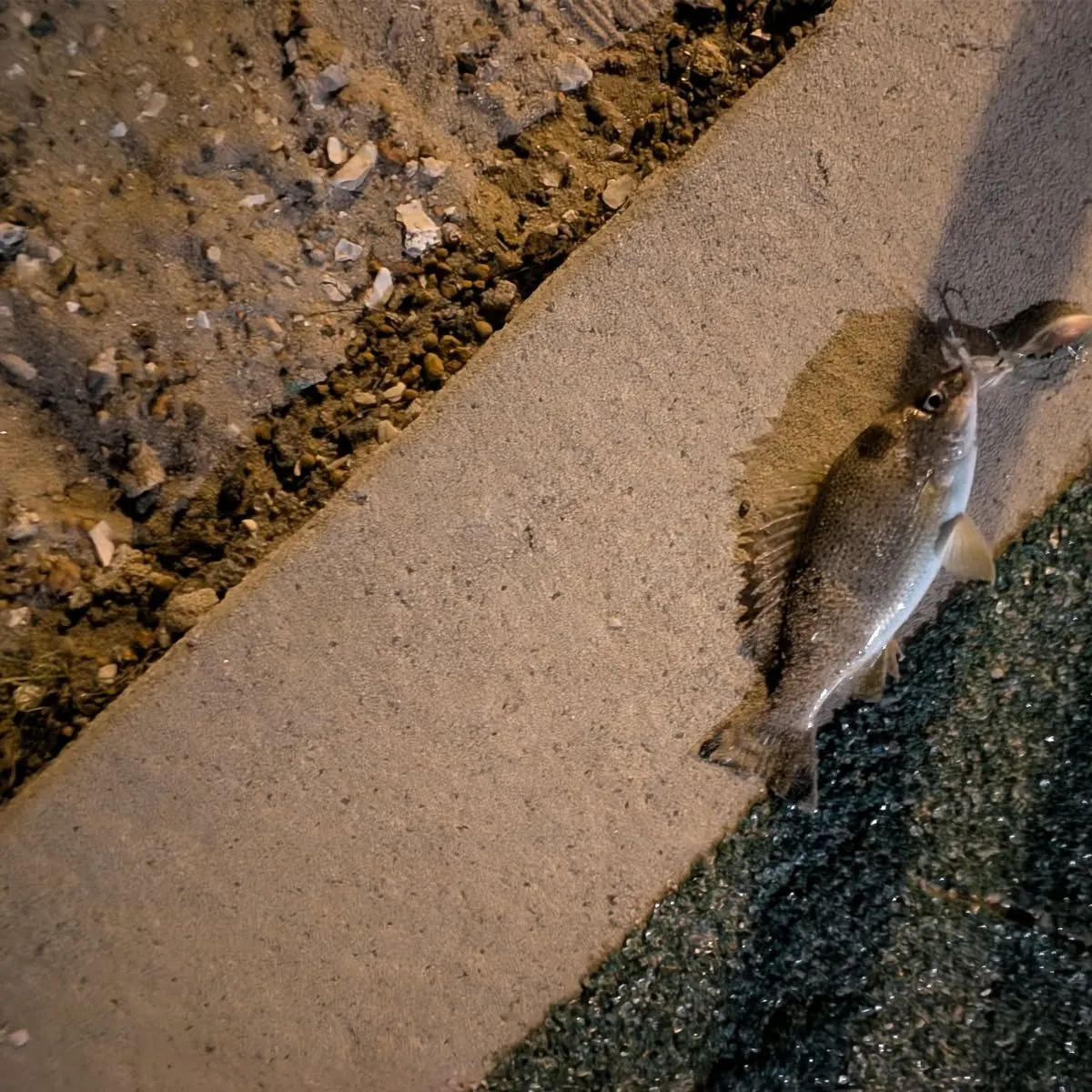 The most recent Yellowtail Grunter catches on Fishbrain