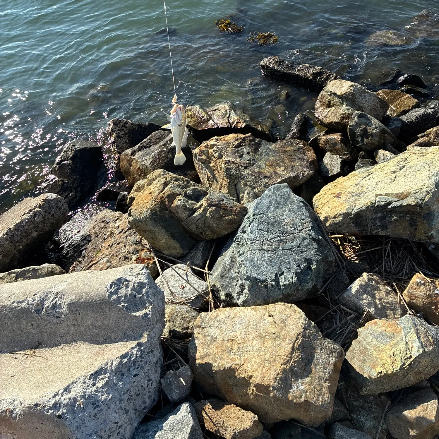 The most recent Atlantic croaker catches on Fishbrain