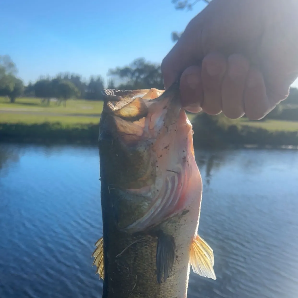 The most recent Largemouth bass catches on Fishbrain