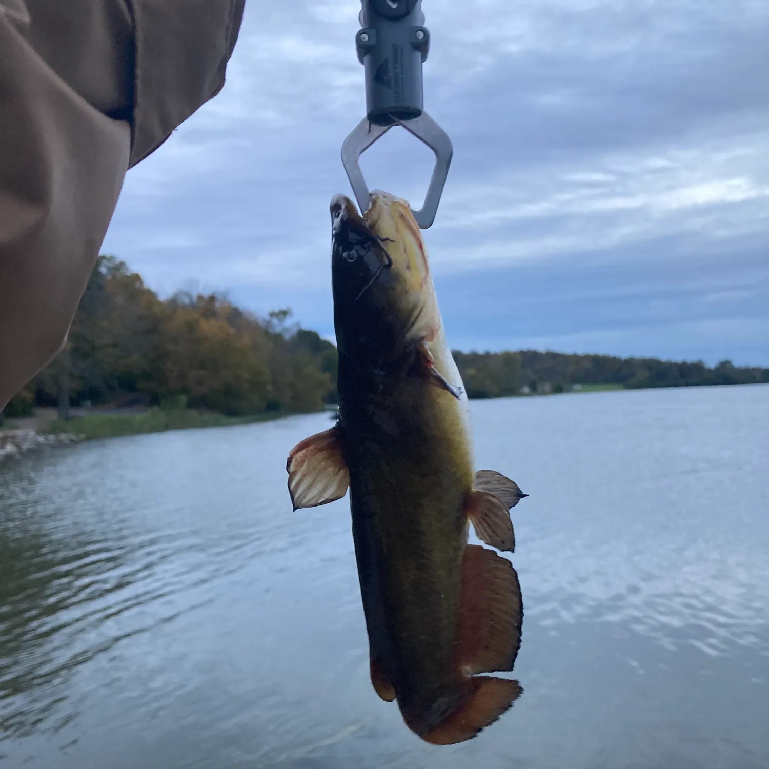 Black bullhead caught on Fishbrain
