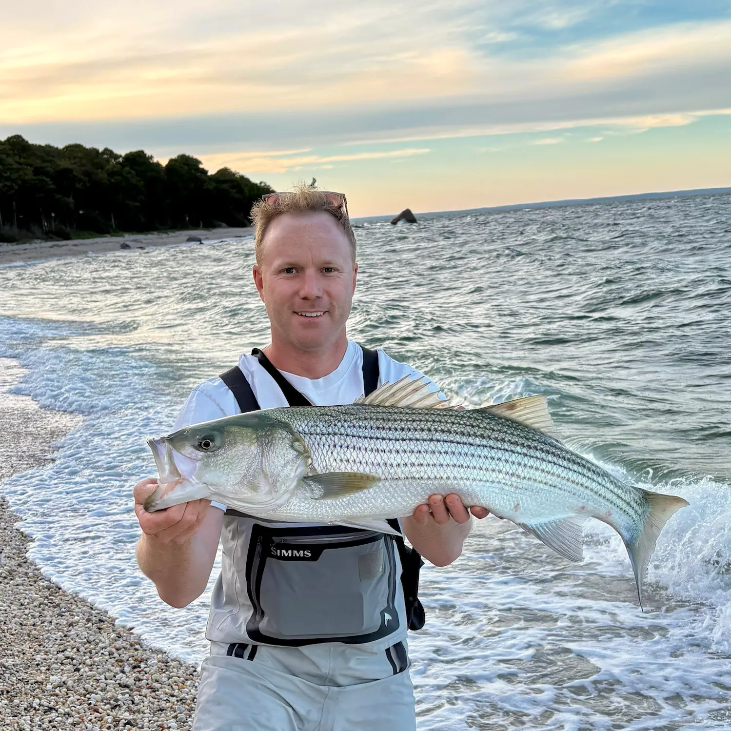 Striped bass caught on Fishbrain
