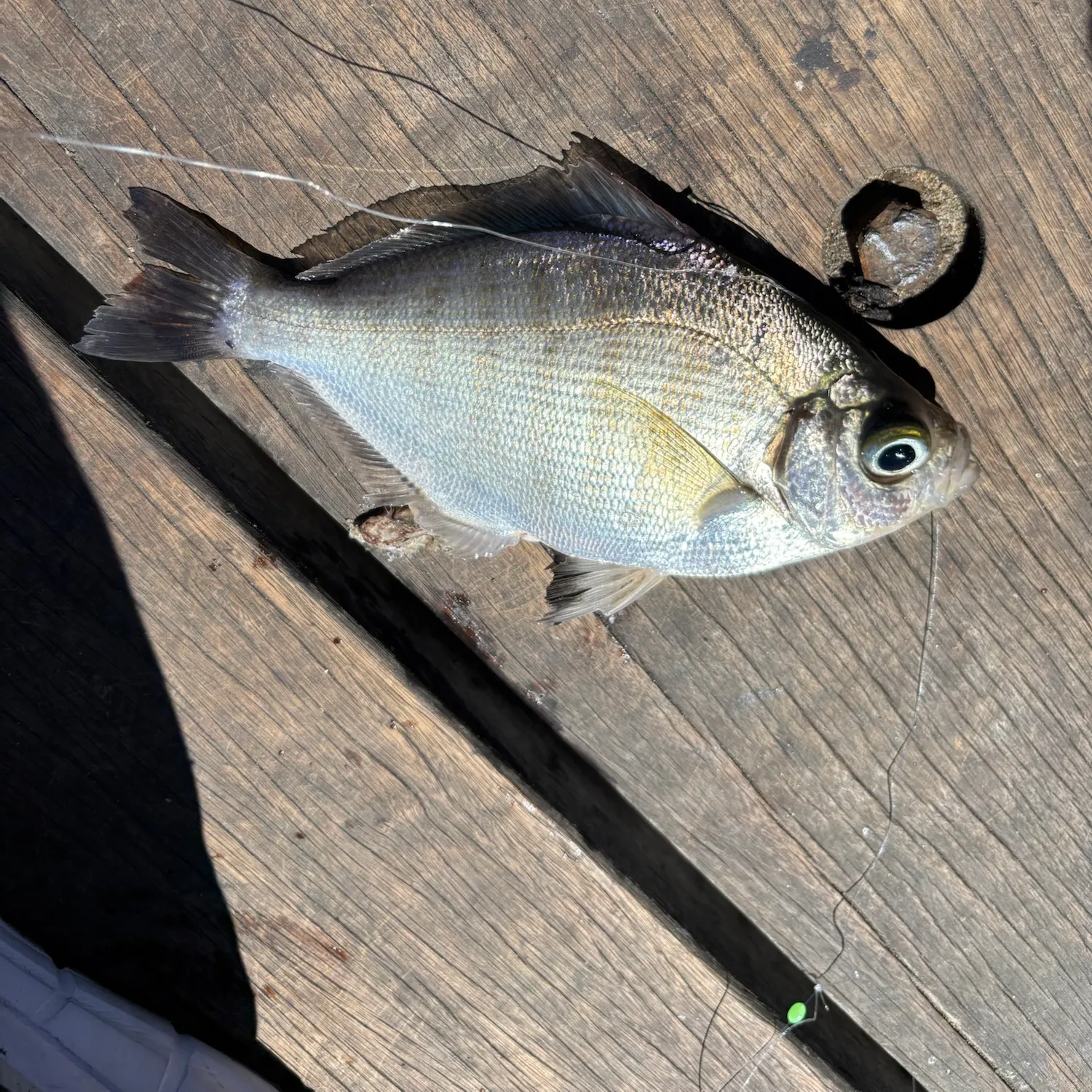 Barred surfperch caught on Fishbrain