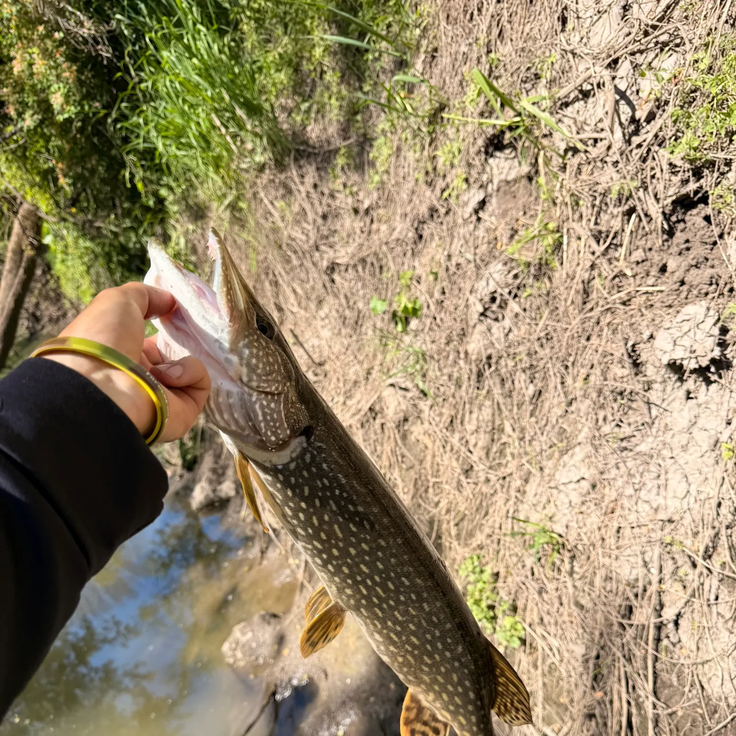 The most recent Northern pike catches on Fishbrain