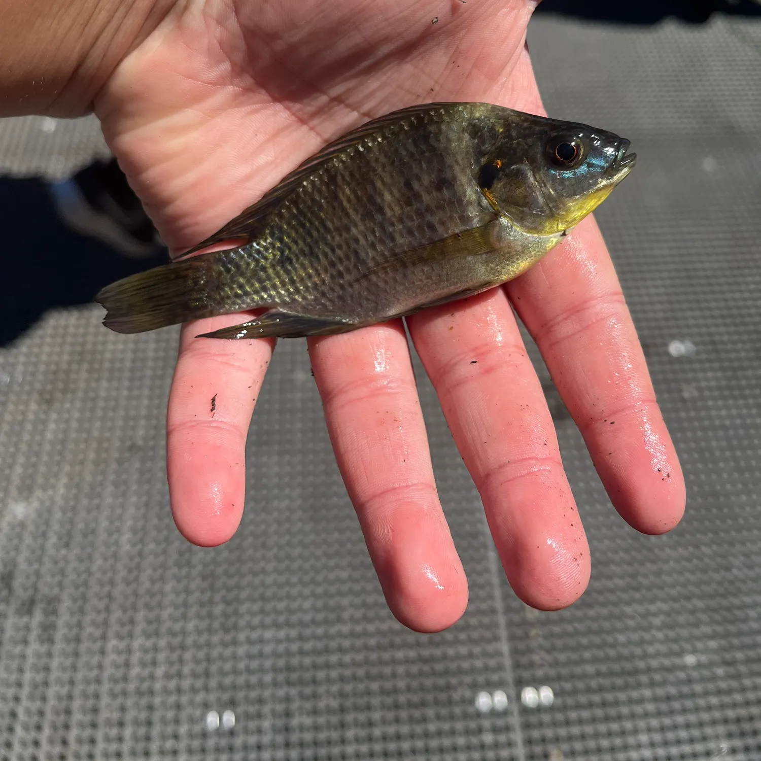 The most recent Mozambique tilapia catches on Fishbrain