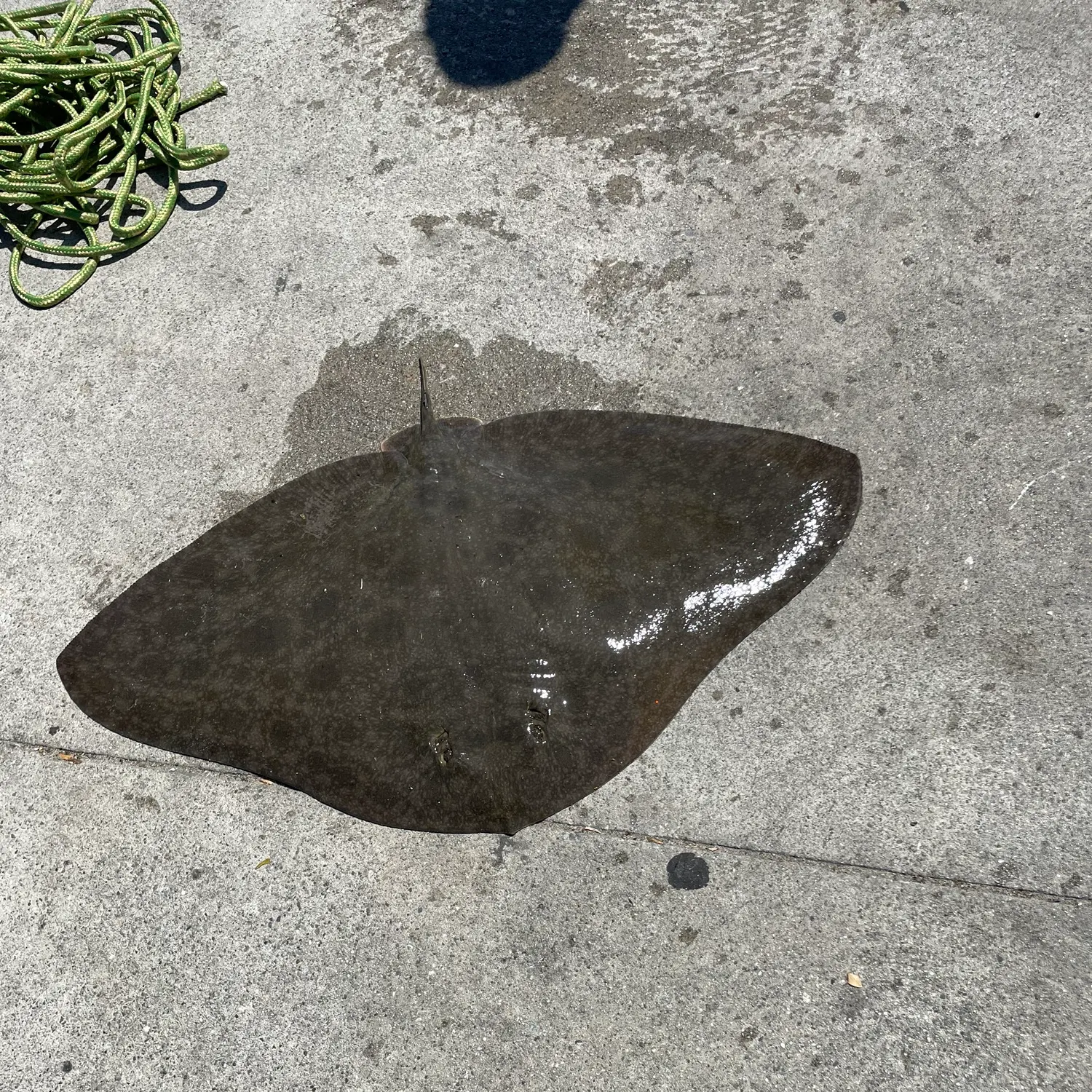 The most recent California butterfly ray catches on Fishbrain