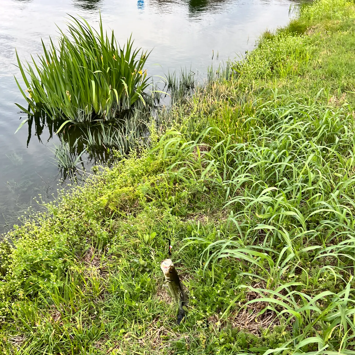 The most recent Ouachita smallmouth bass catches on Fishbrain