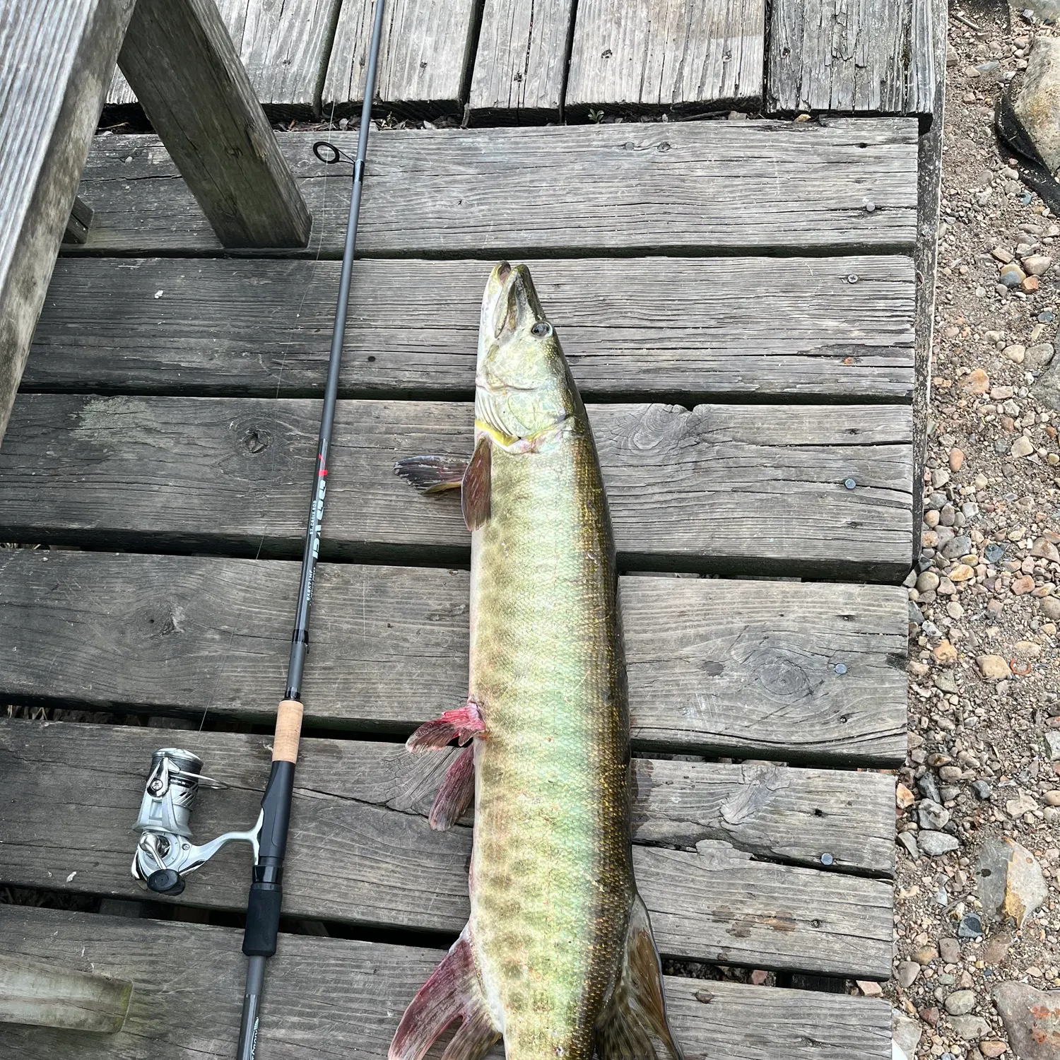 The most recent Muskellunge catches on Fishbrain