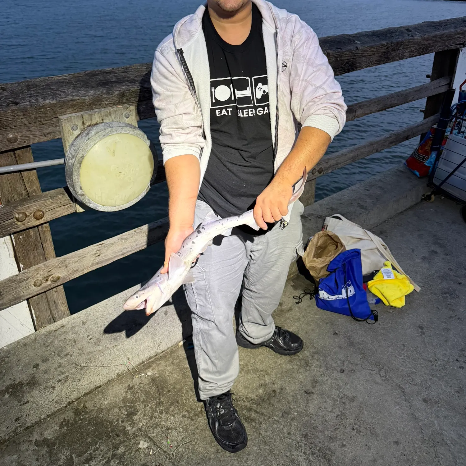 The most recent Broadnose sevengill shark catches on Fishbrain