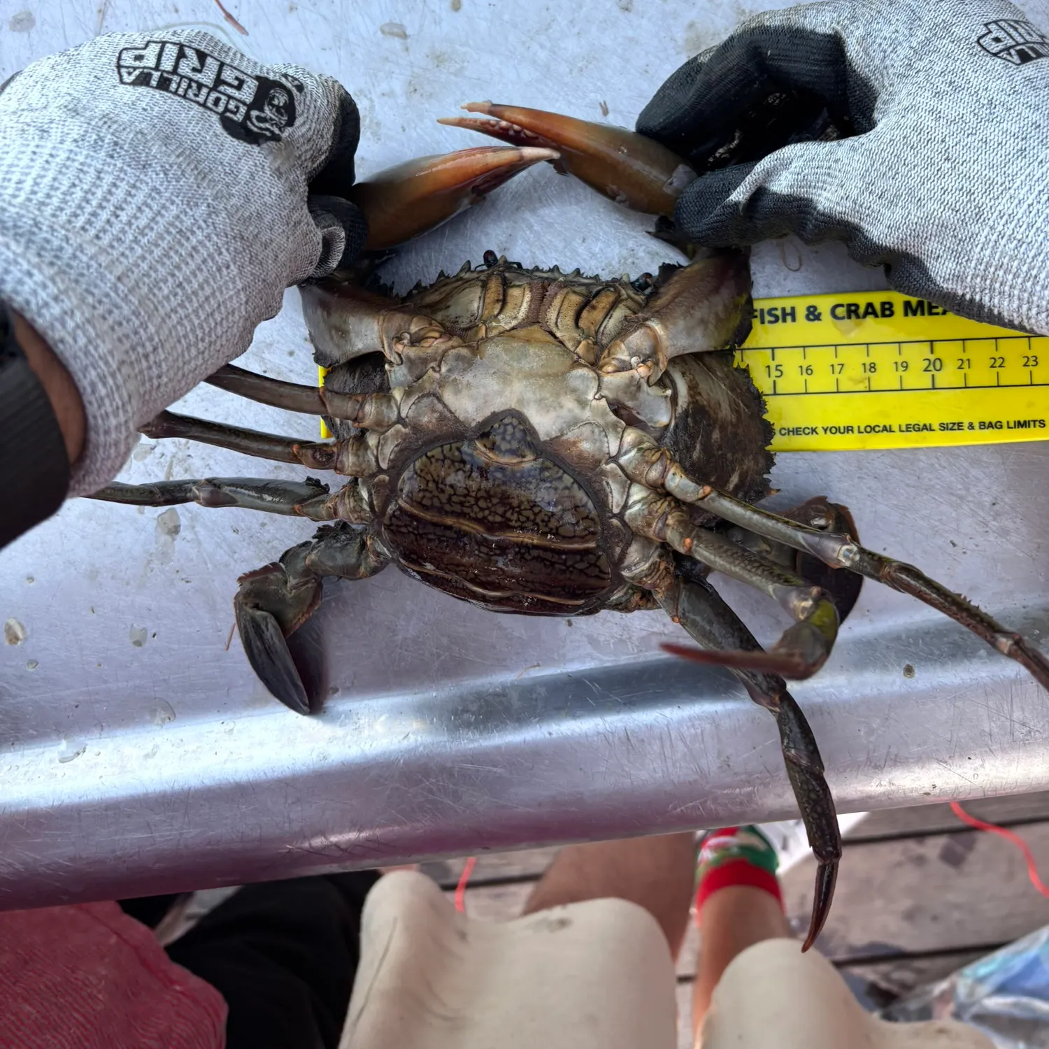 The most recent Giant mud crab catches on Fishbrain