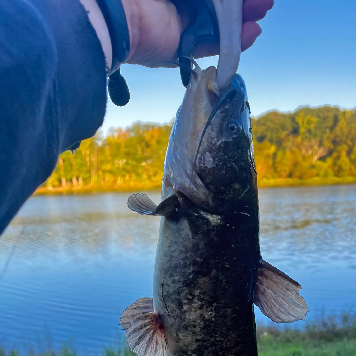 Brown bullhead caught on Fishbrain