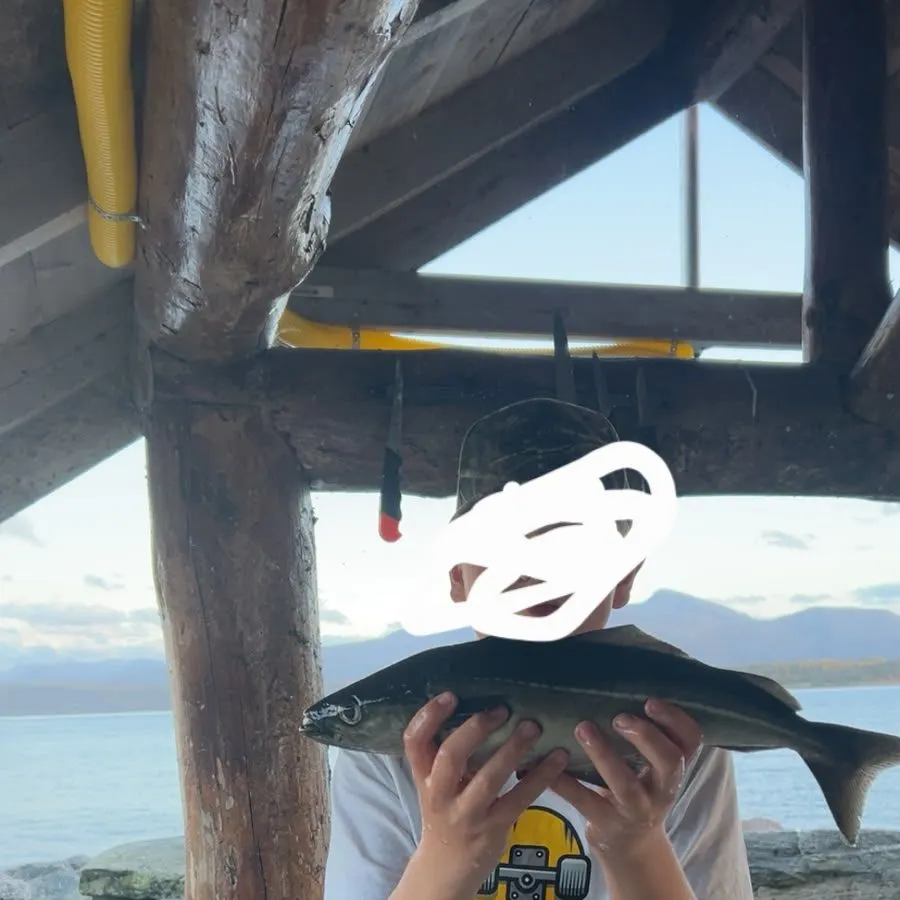 Atlantic pollock caught on Fishbrain