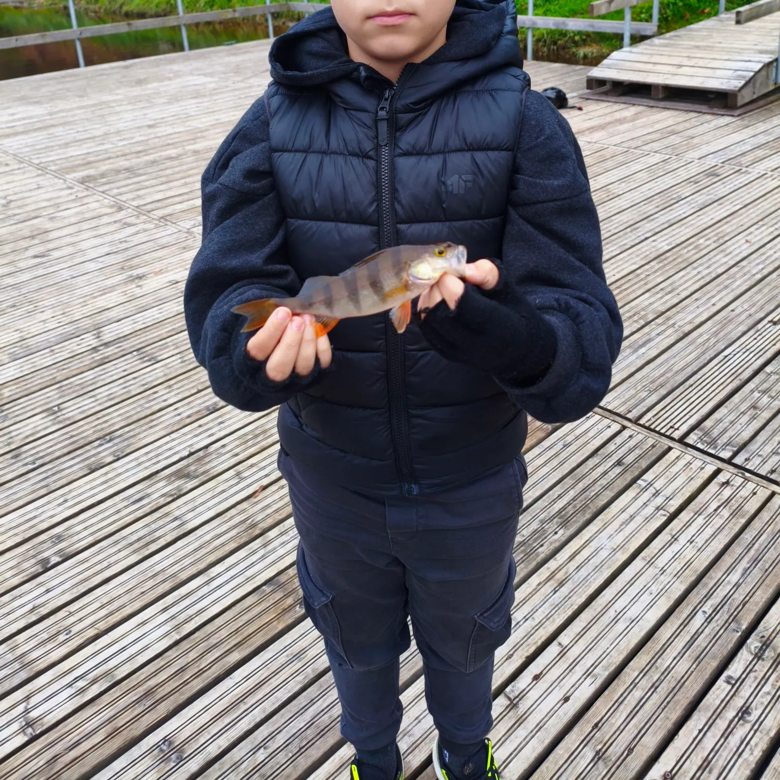 European perch caught on Fishbrain