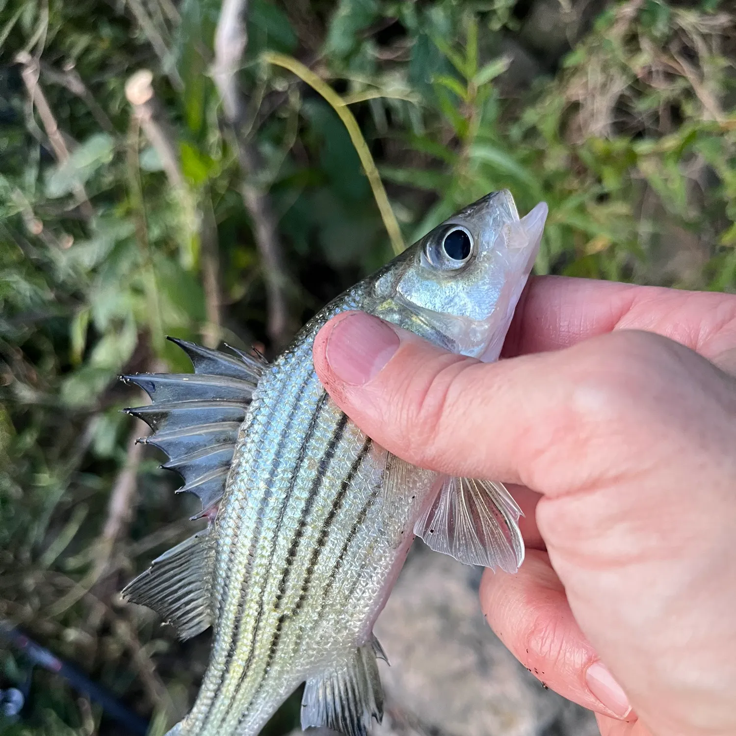 Yellow bass caught on Fishbrain