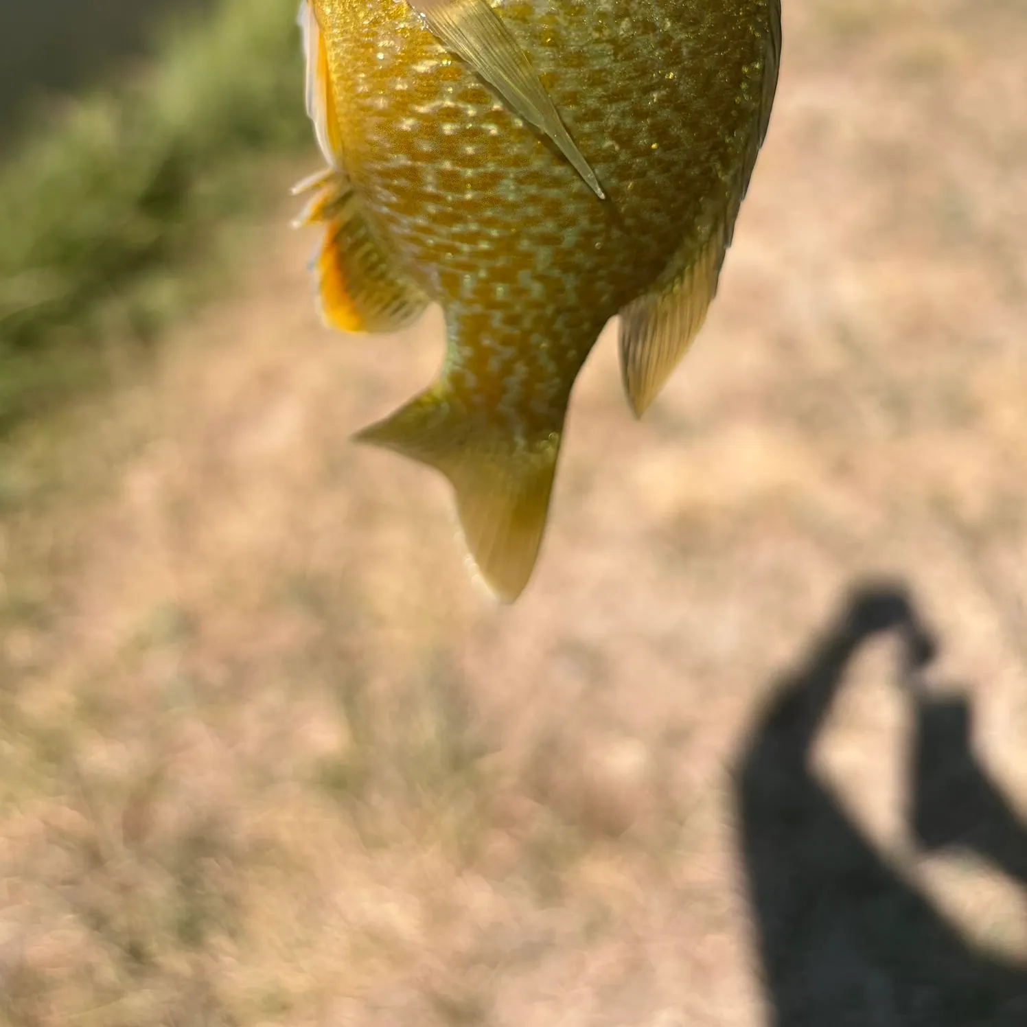 Green sunfish caught on Fishbrain