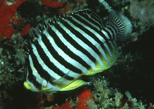 Barred angelfish