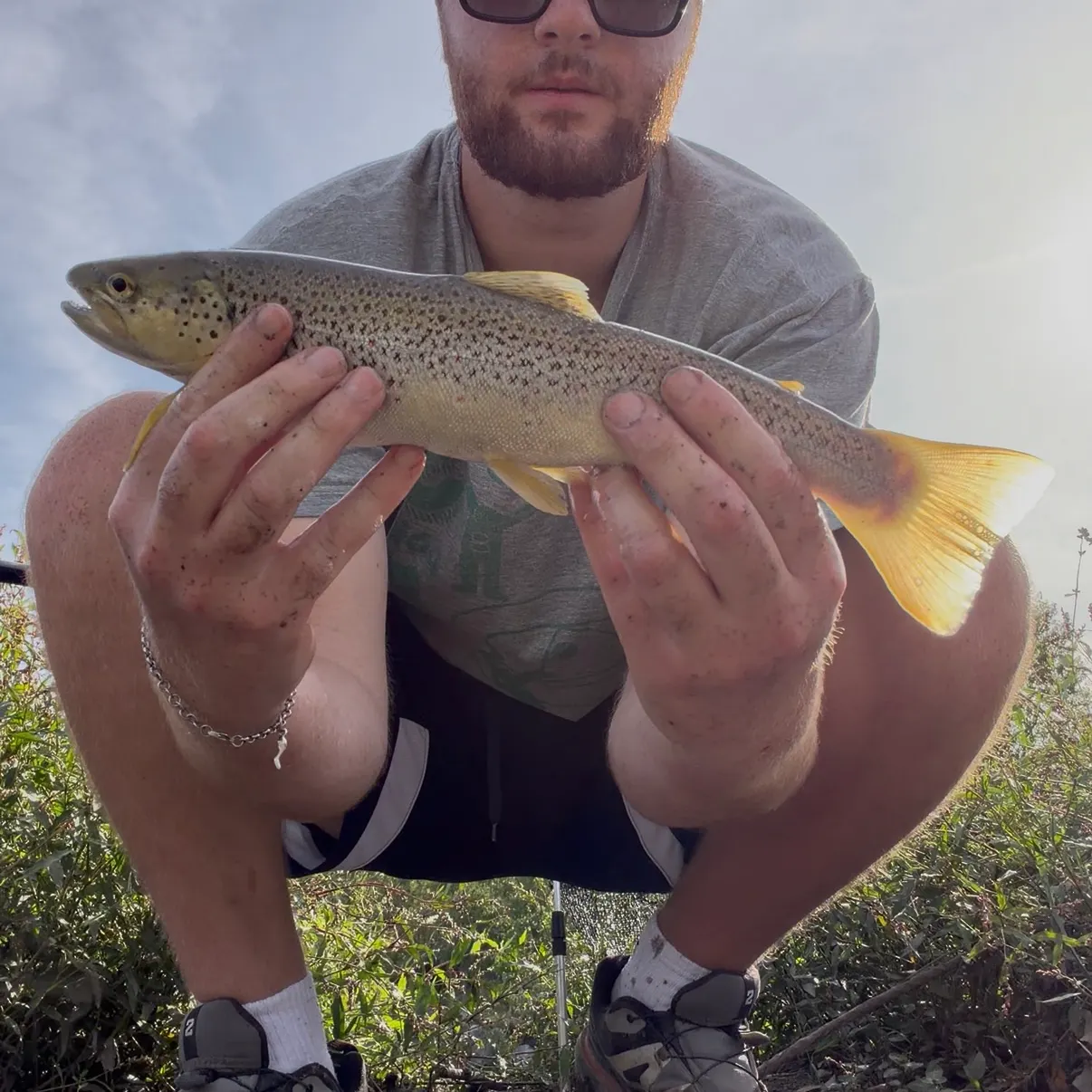 Brown trout caught on Fishbrain