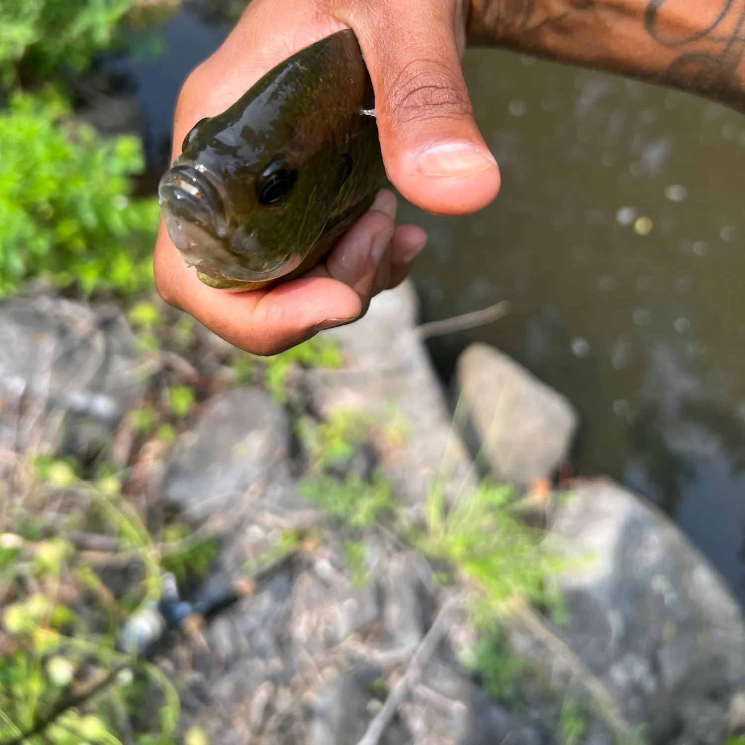 Bluegill caught on Fishbrain